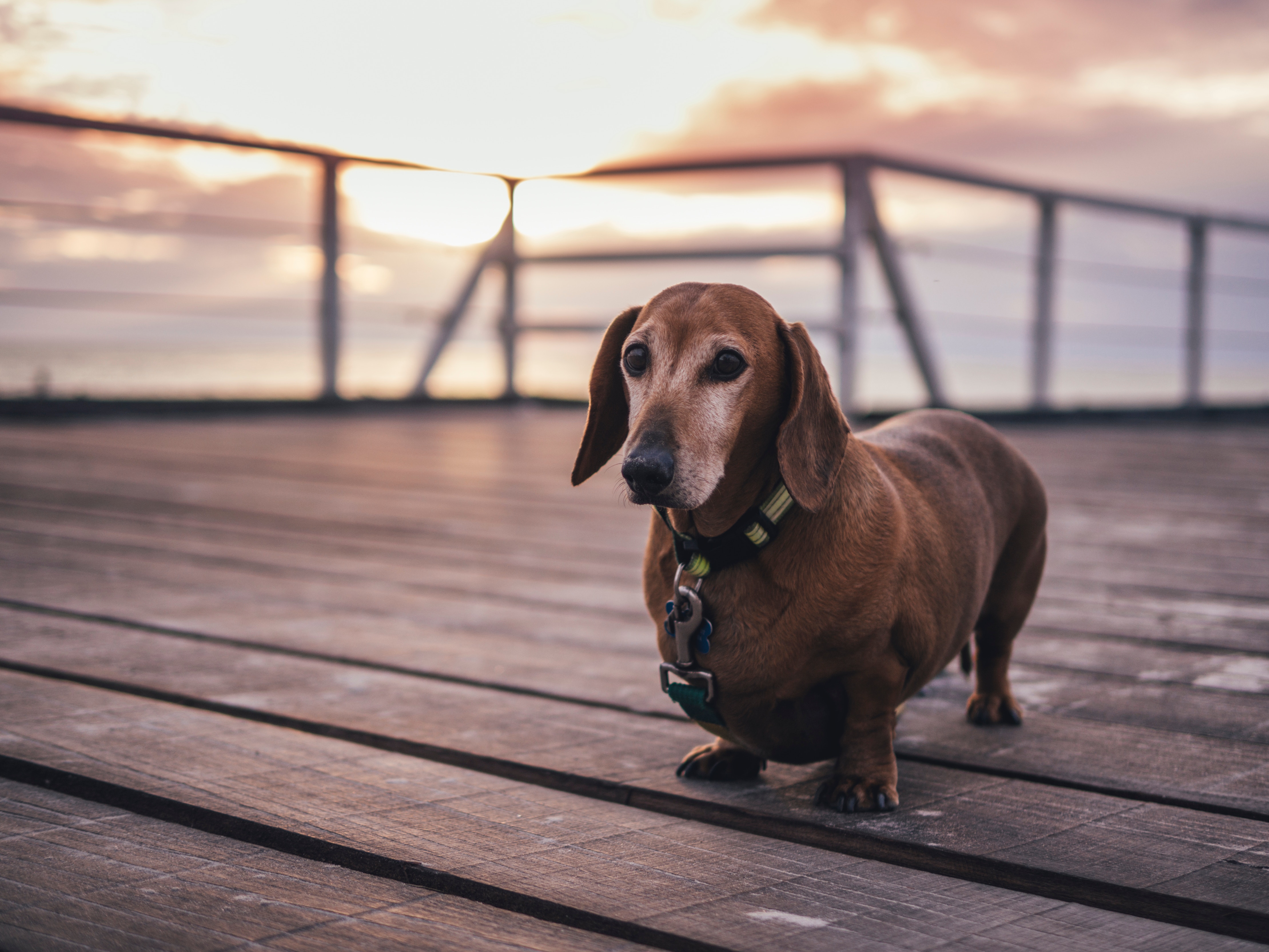 150748 Fondos de pantalla e Dachshund imágenes en el escritorio. Descarga protectores de pantalla  en tu PC gratis