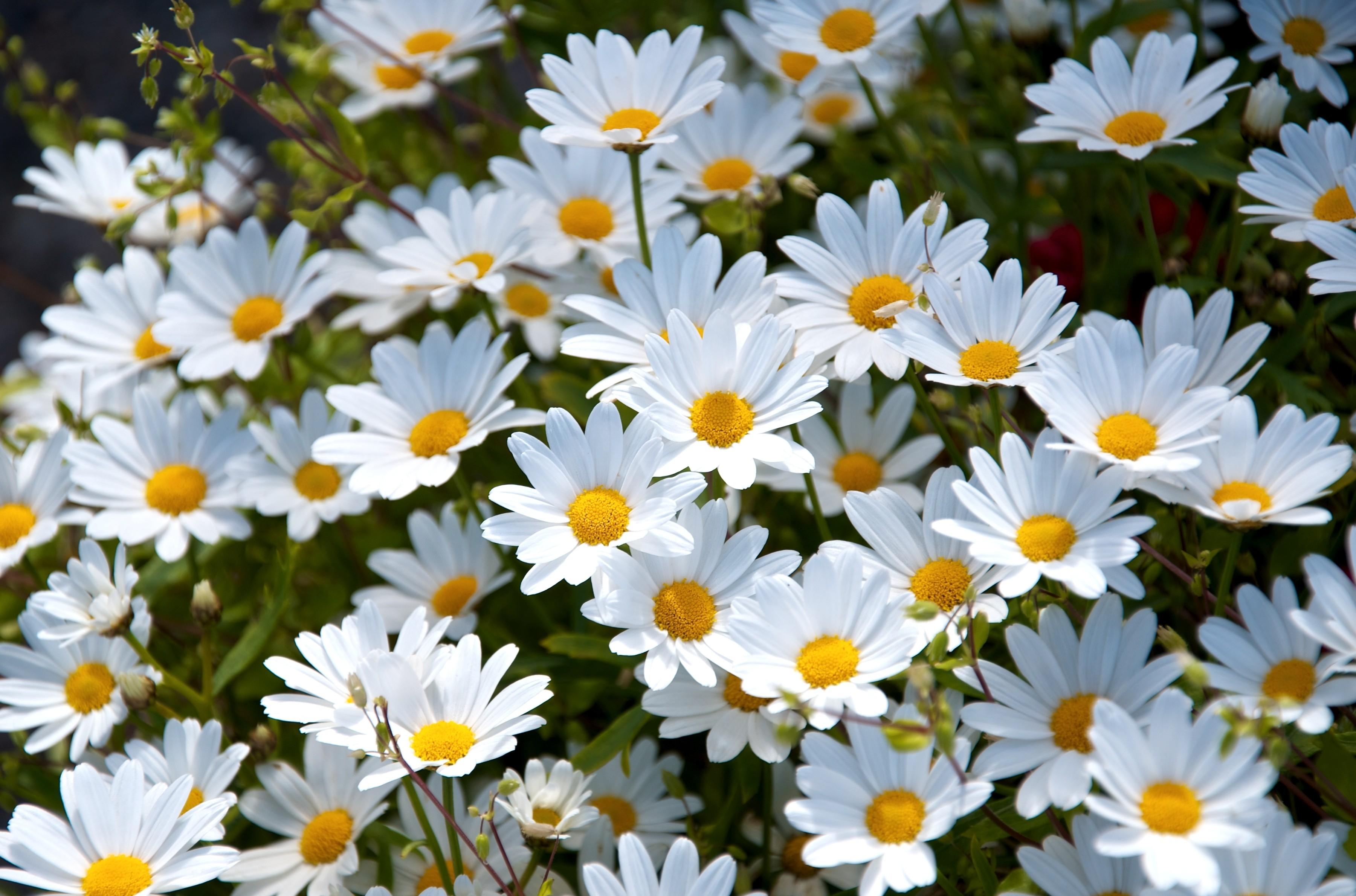 92002 économiseurs d'écran et fonds d'écran Fleurs sur votre téléphone. Téléchargez  images gratuitement