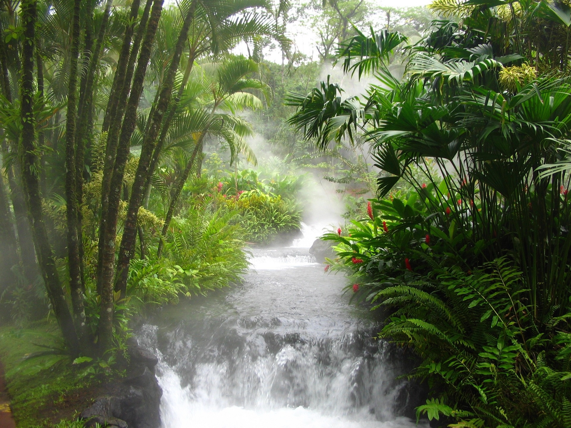 82210 télécharger l'image nature, forêt, ruisseaux, flore, arbres, rivière de montagne, cascade, faune, flux - fonds d'écran et économiseurs d'écran gratuits