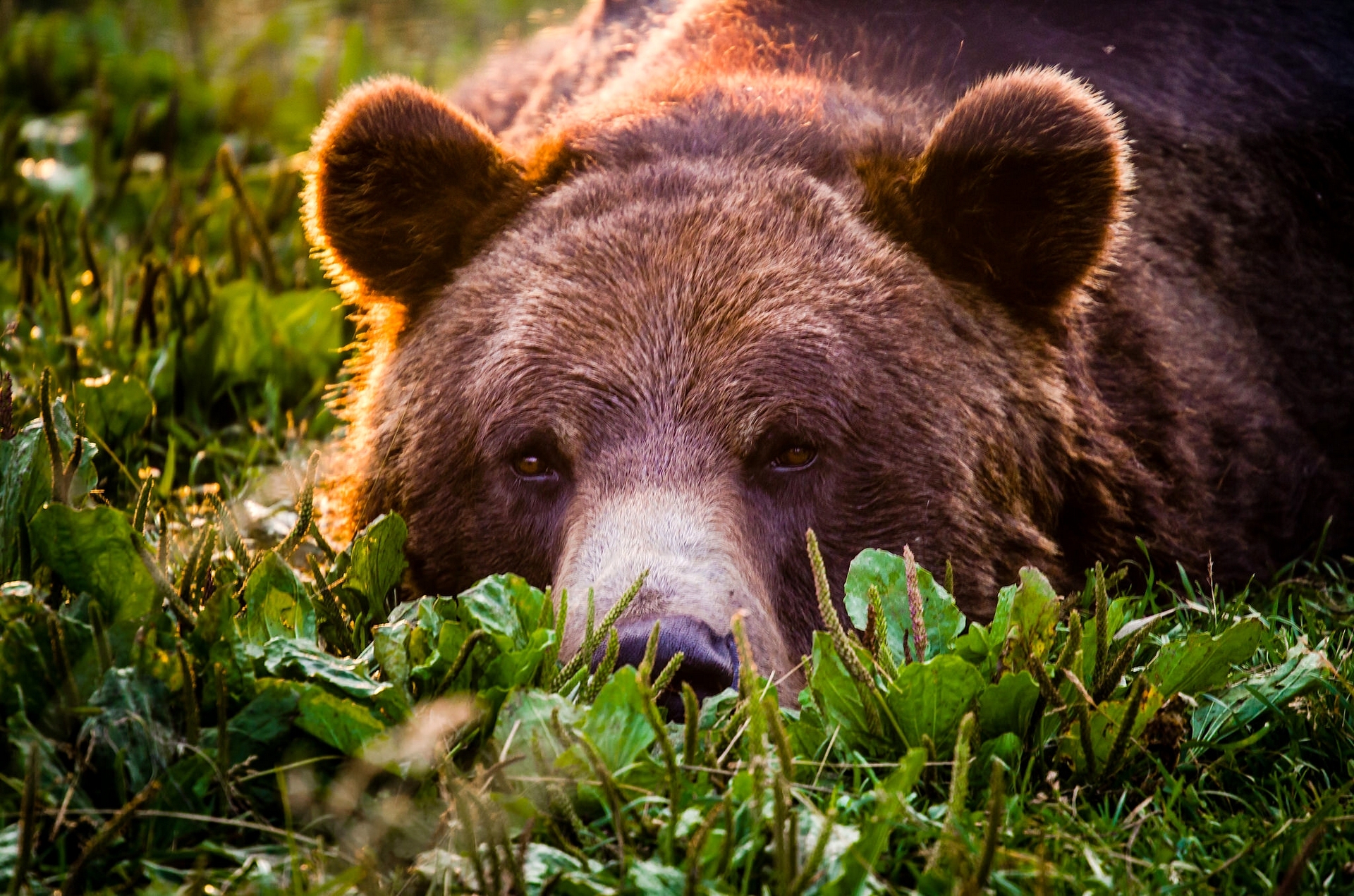 376624 économiseurs d'écran et fonds d'écran Ours Brun sur votre téléphone. Téléchargez  images gratuitement