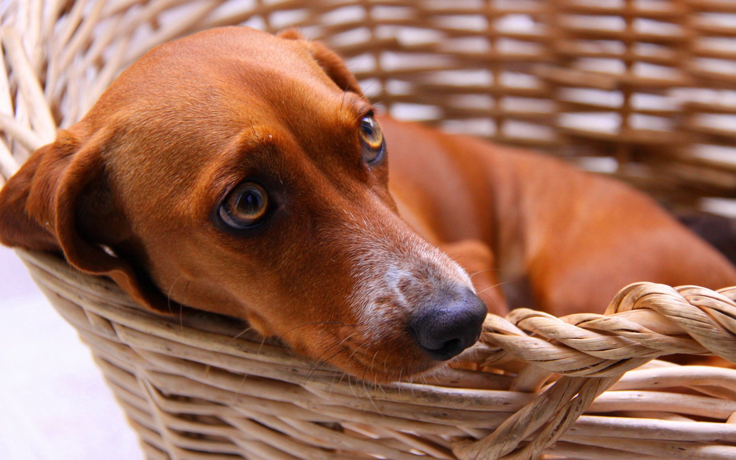 63131 Fondos de pantalla e Dachshund imágenes en el escritorio. Descarga protectores de pantalla  en tu PC gratis