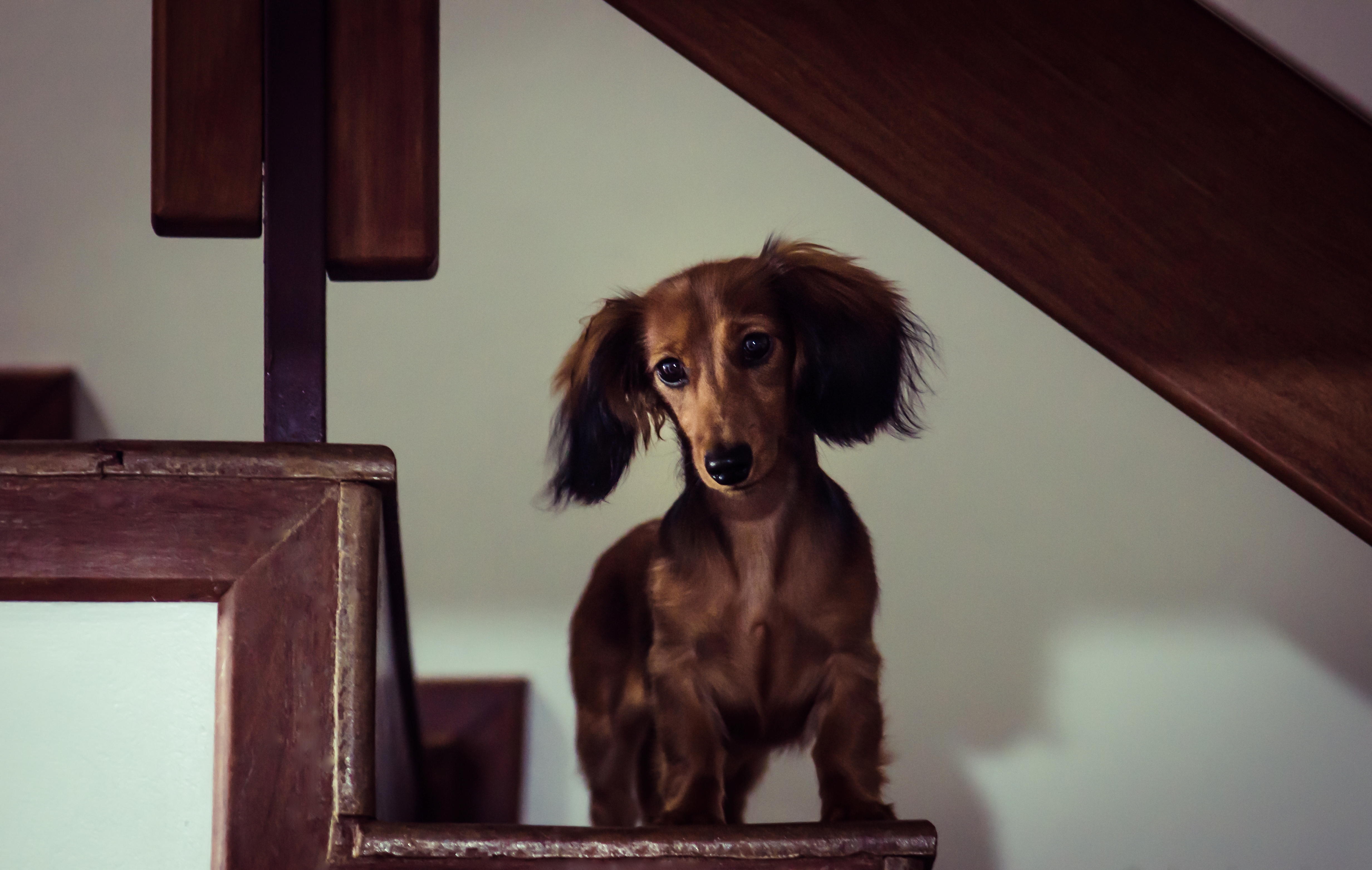 60286 Fondos de pantalla e Dachshund imágenes en el escritorio. Descarga protectores de pantalla  en tu PC gratis