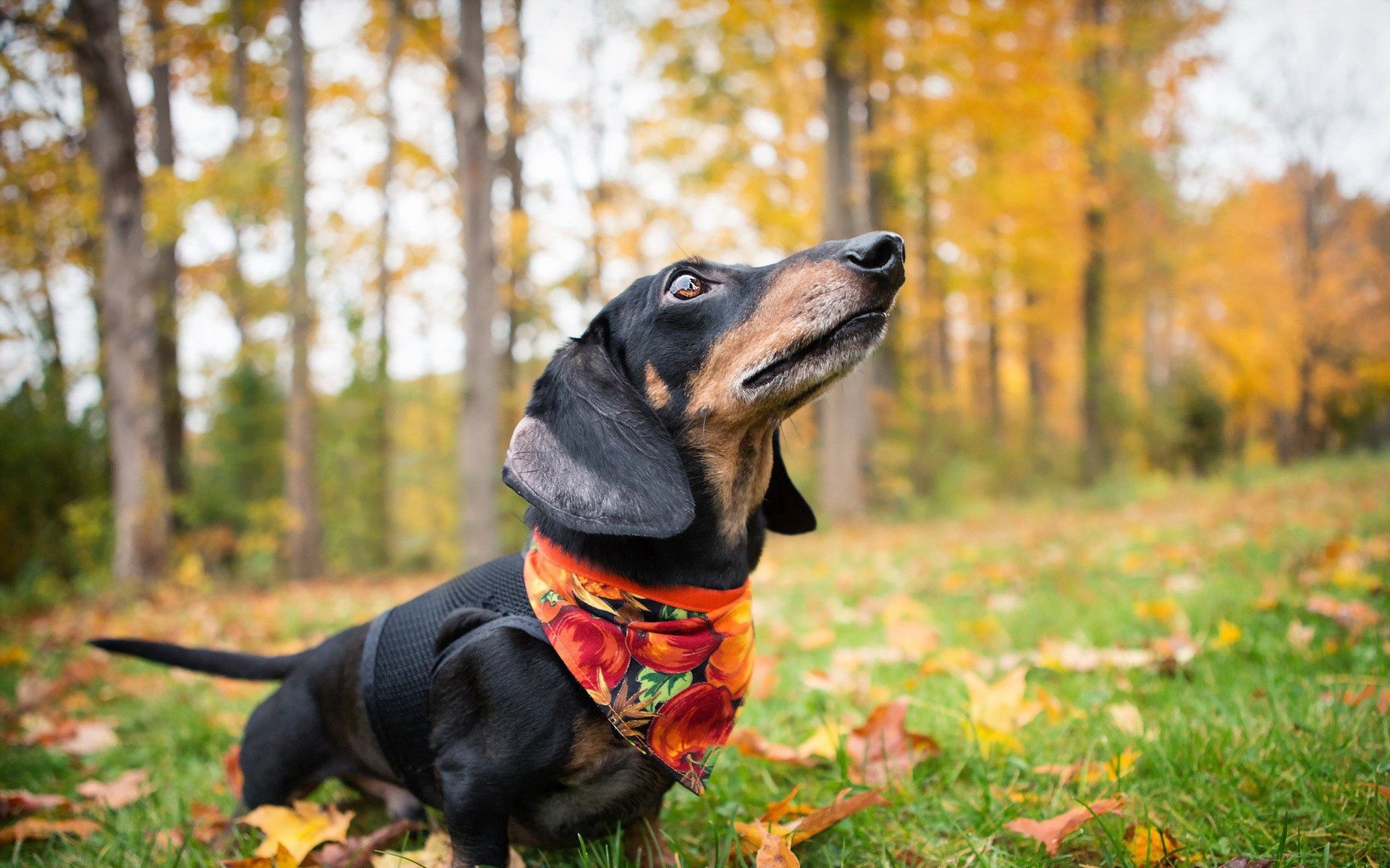 127556 Fondos de pantalla e Dachshund imágenes en el escritorio. Descarga protectores de pantalla  en tu PC gratis