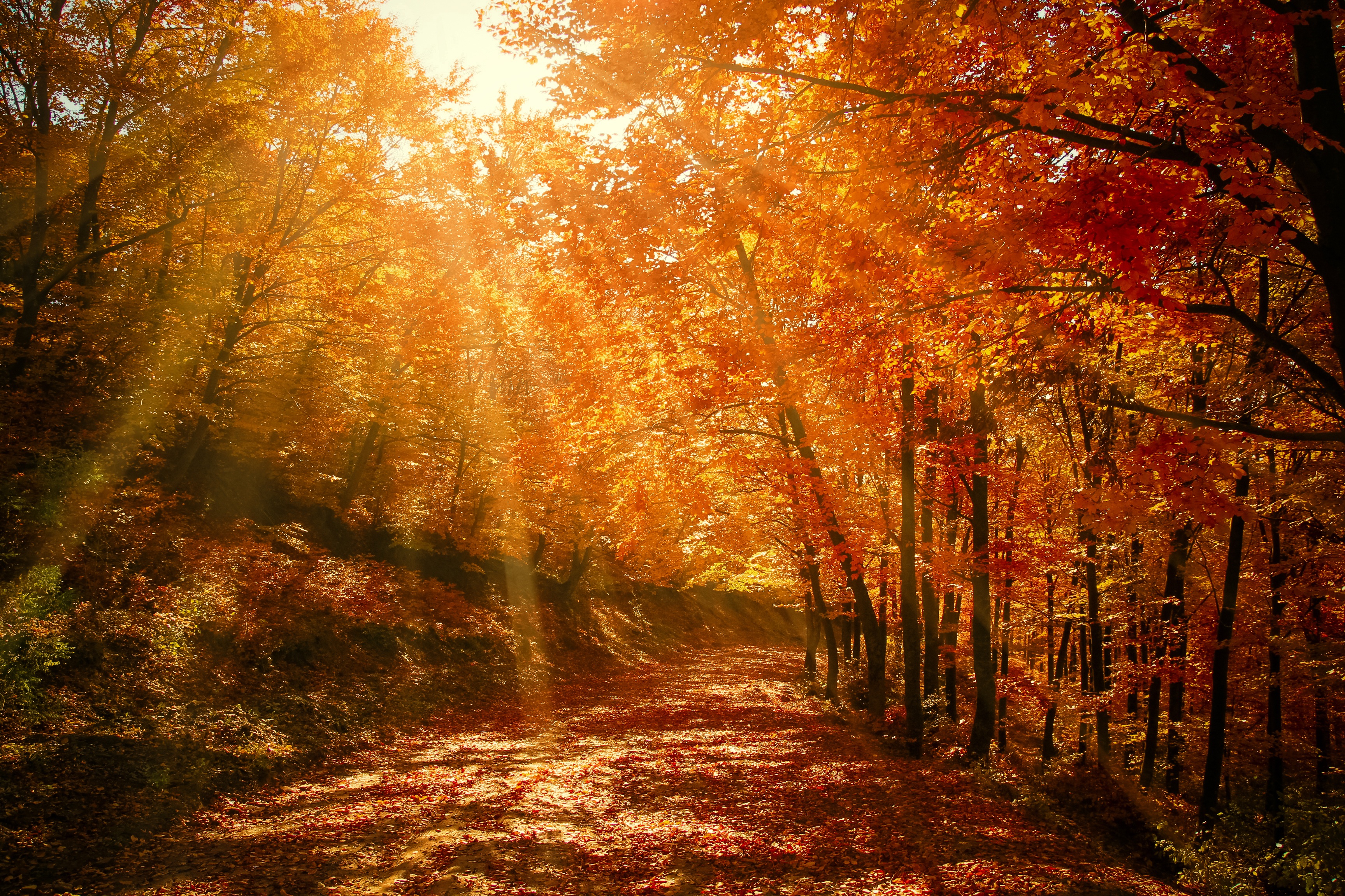 64335 télécharger l'image forêt, nature, parc, automne, le parc, feuillage, lumière du soleil - fonds d'écran et économiseurs d'écran gratuits