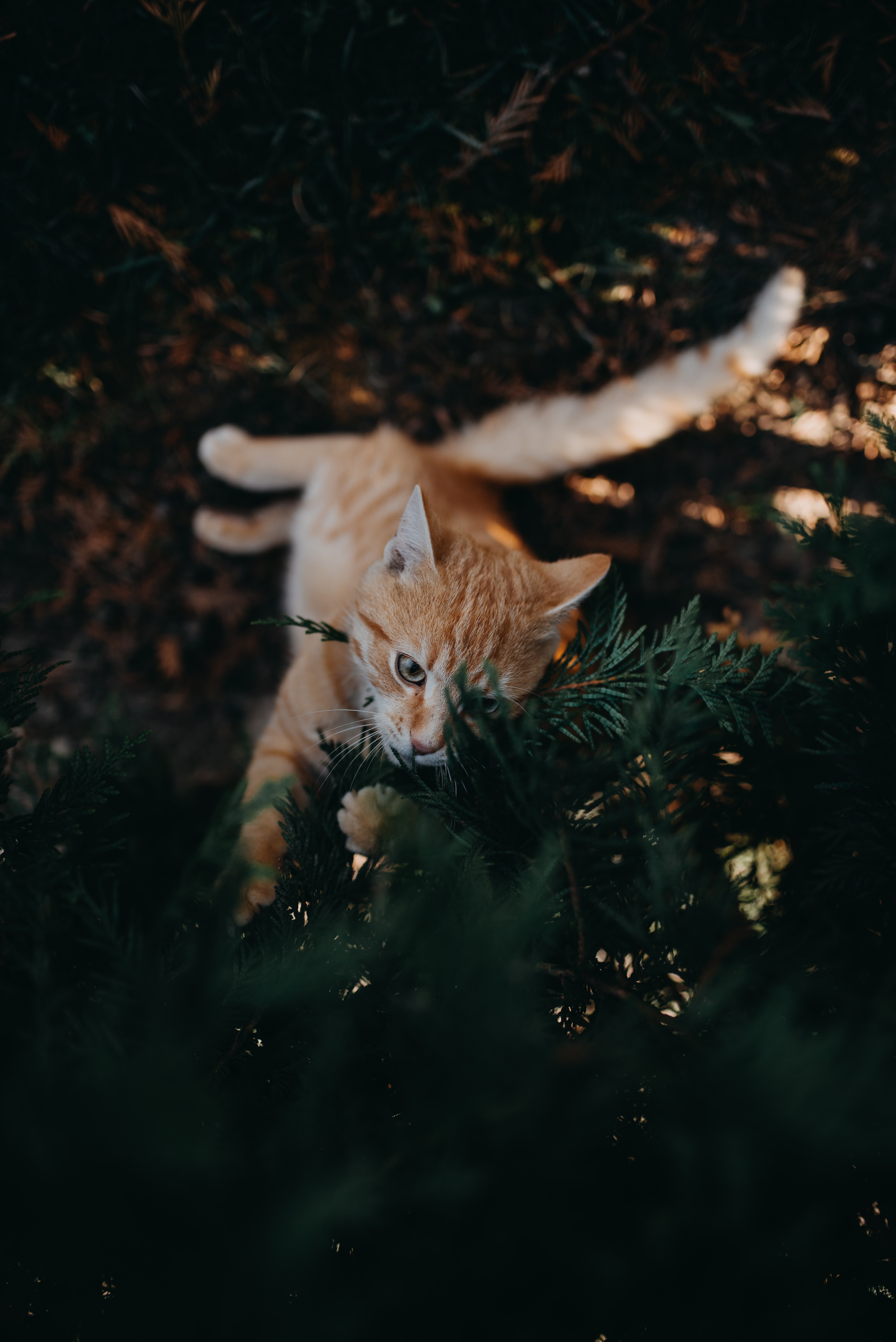 143590 télécharger l'image animaux, chat, branche, animal domestique, agréable, chéri, espiègle, enjoué - fonds d'écran et économiseurs d'écran gratuits