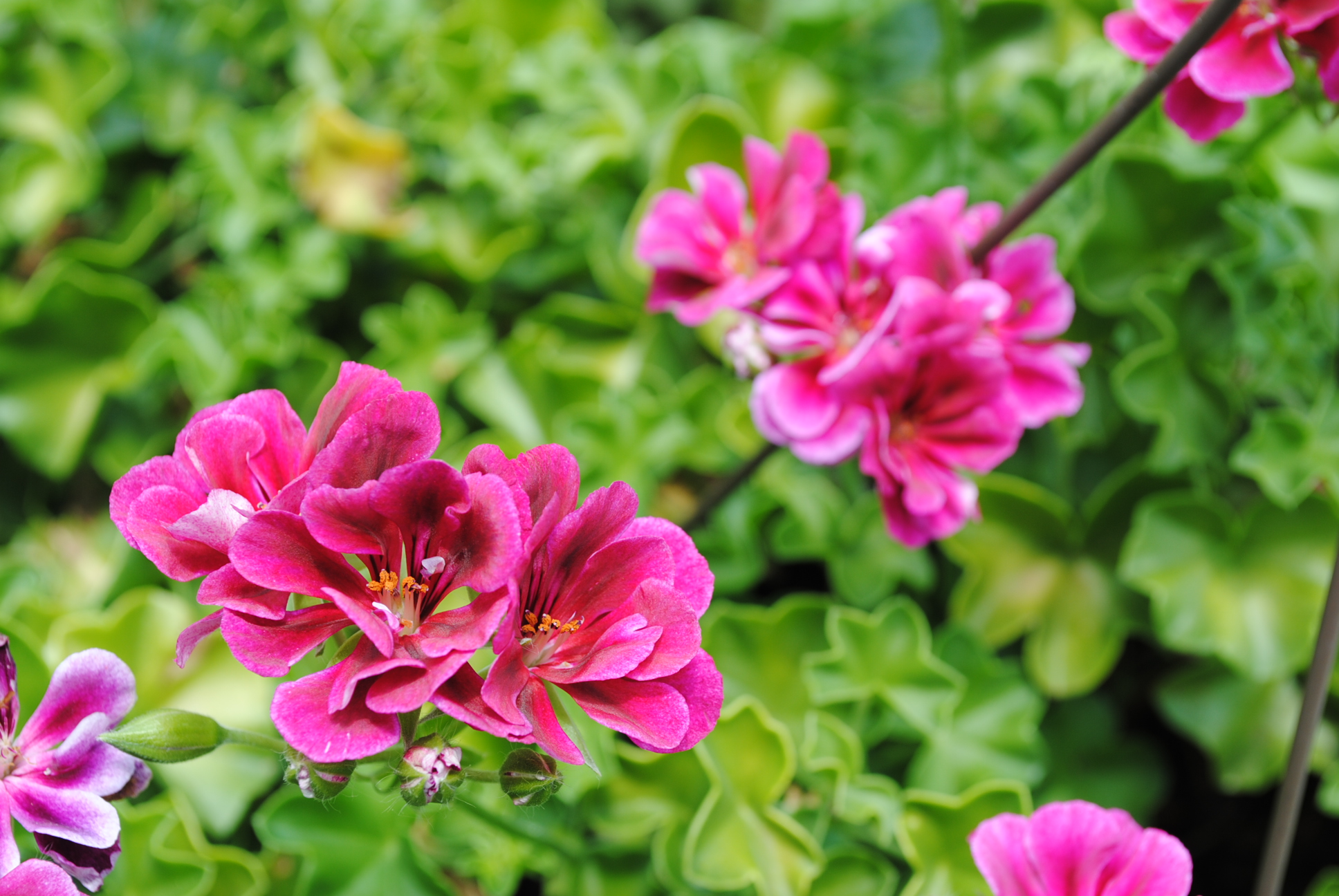 159393 télécharger le fond d'écran fleur rose, fleur, fleurs, la nature, terre/nature - économiseurs d'écran et images gratuitement