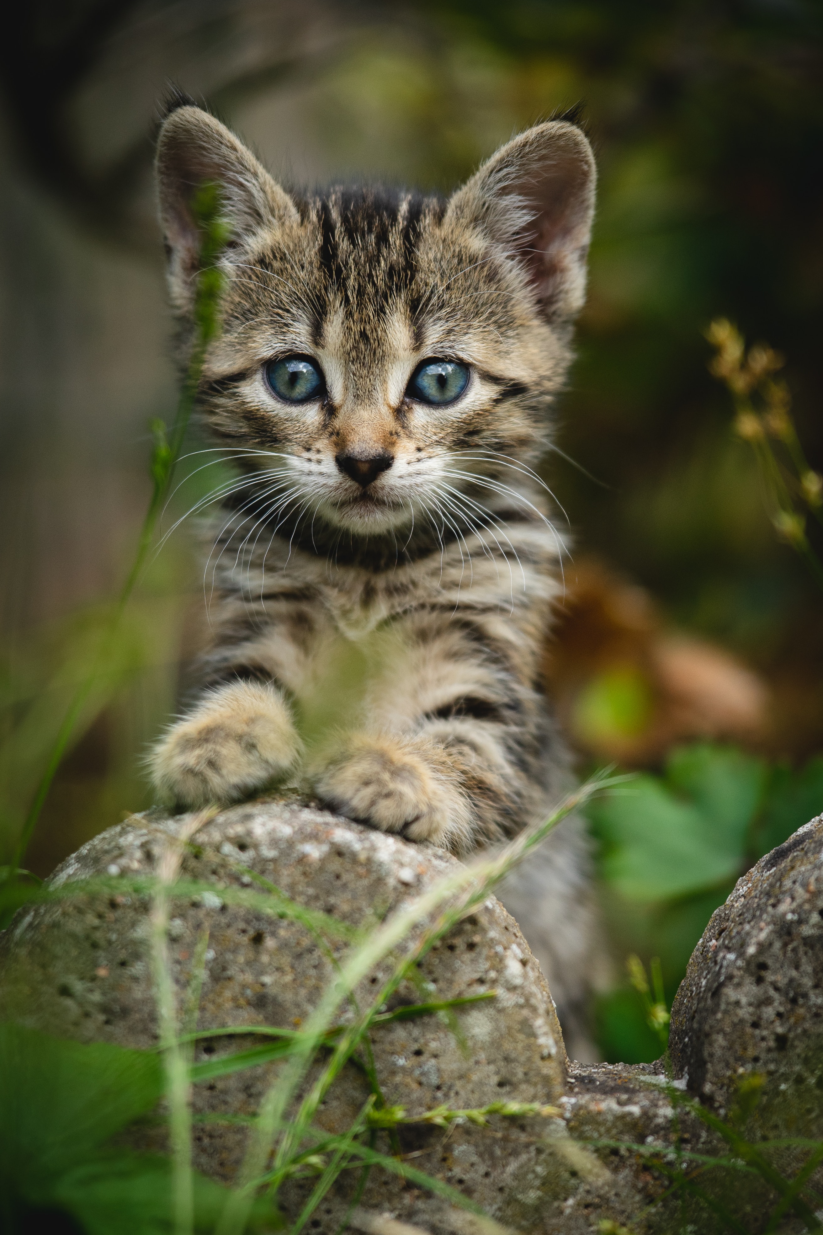 Meilleurs fonds d'écran Chat pour l'écran du téléphone