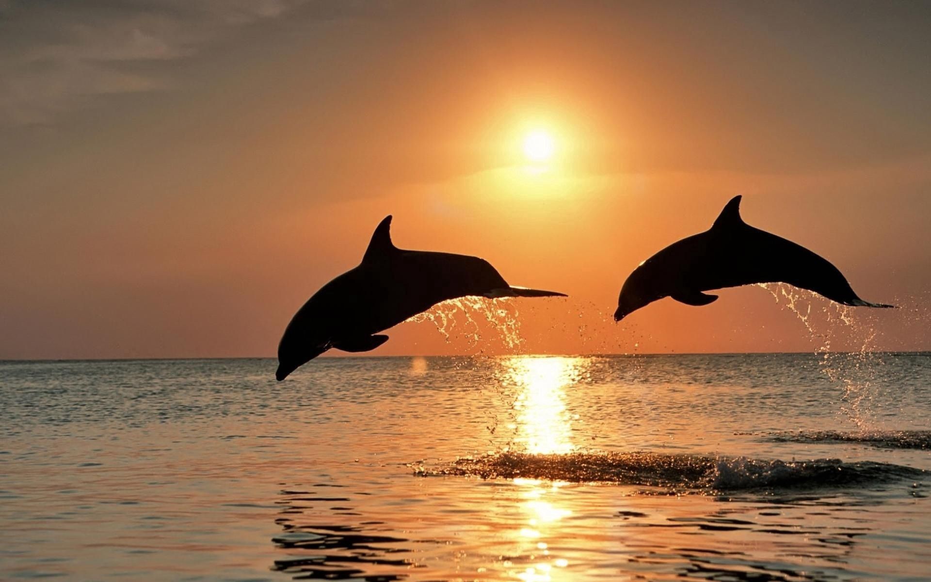 138016 télécharger l'image animaux, coucher de soleil, mer, dauphins, coupler, paire, rebondir, sauter - fonds d'écran et économiseurs d'écran gratuits