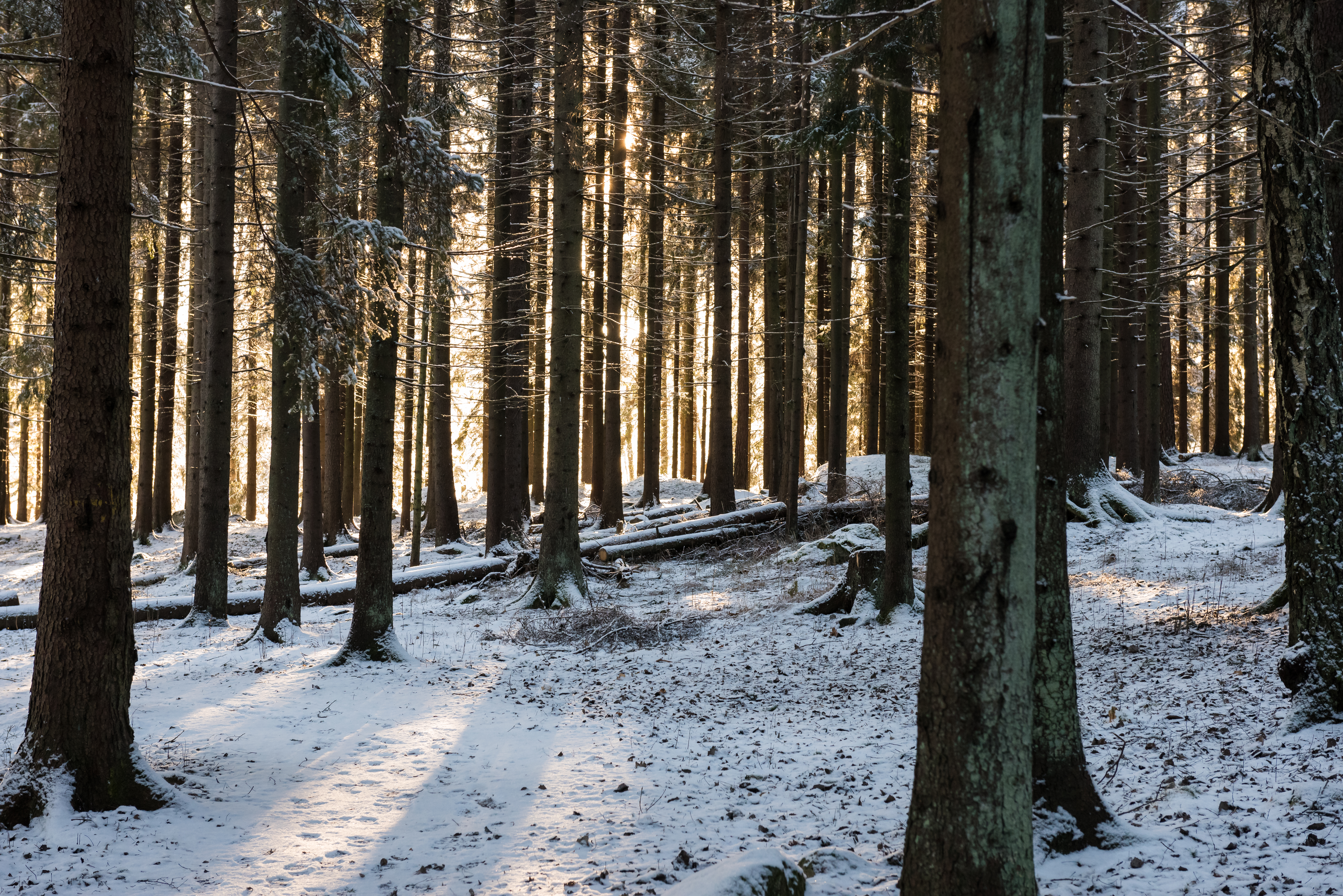 Descarga gratis la imagen Naturaleza, Nieve, Luz Del Sol, Rayos De Sol, Bosque, Invierno en el escritorio de tu PC