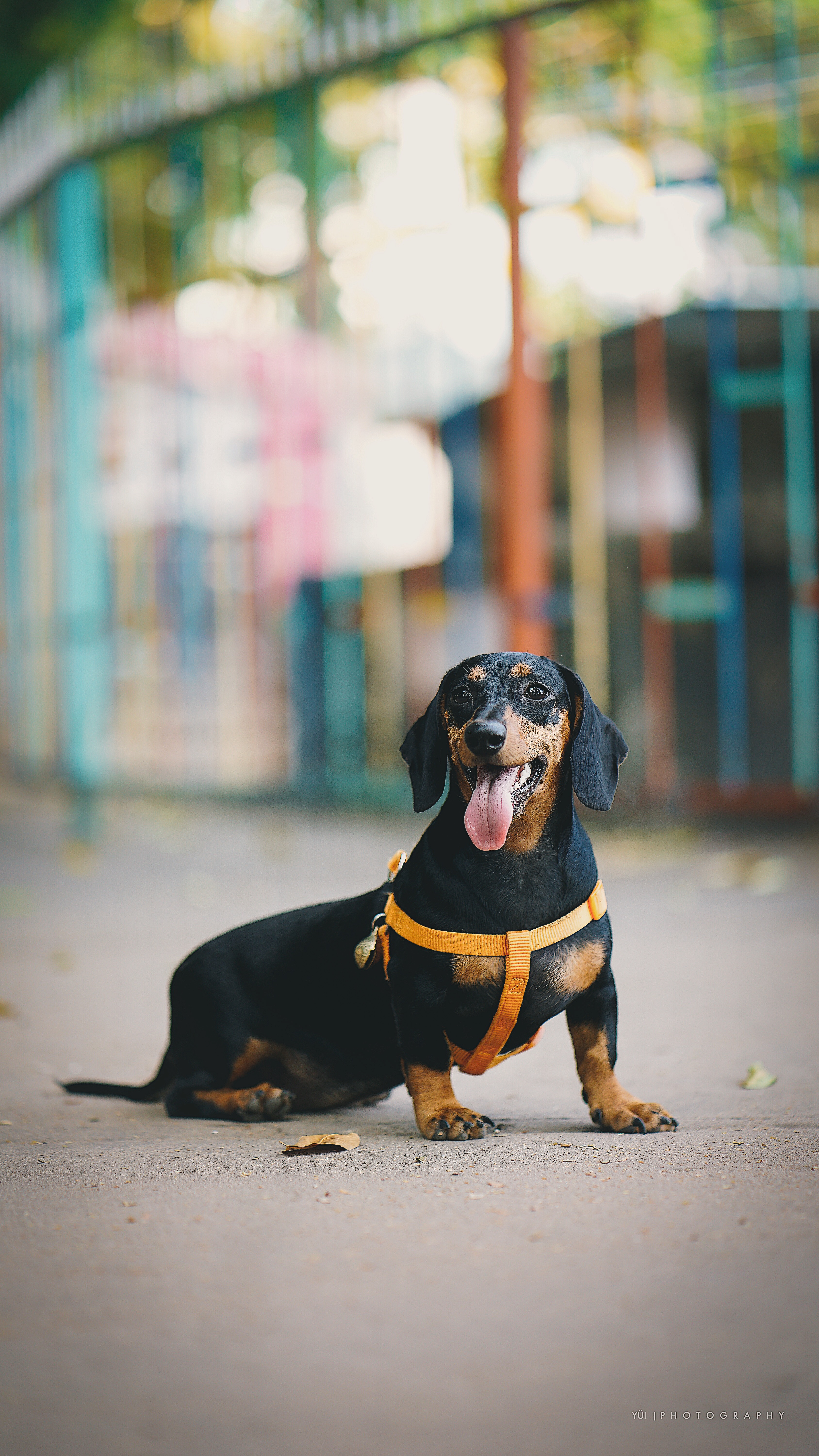 150845 Fondos de pantalla e Dachshund imágenes en el escritorio. Descarga protectores de pantalla  en tu PC gratis