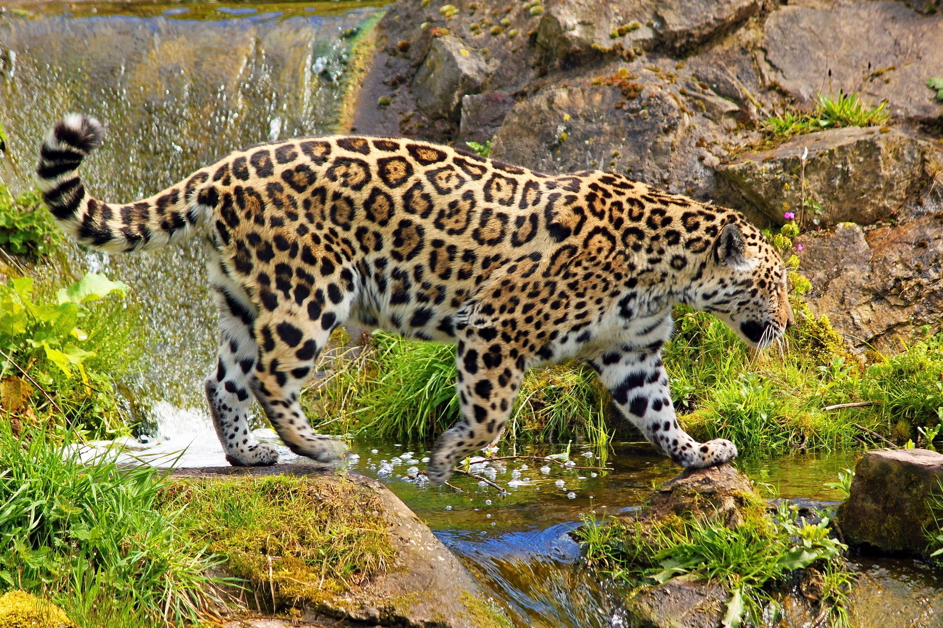 51481 télécharger l'image noyaux, promenade, animaux, nature, herbe, jaguar, prédateur, flâner - fonds d'écran et économiseurs d'écran gratuits