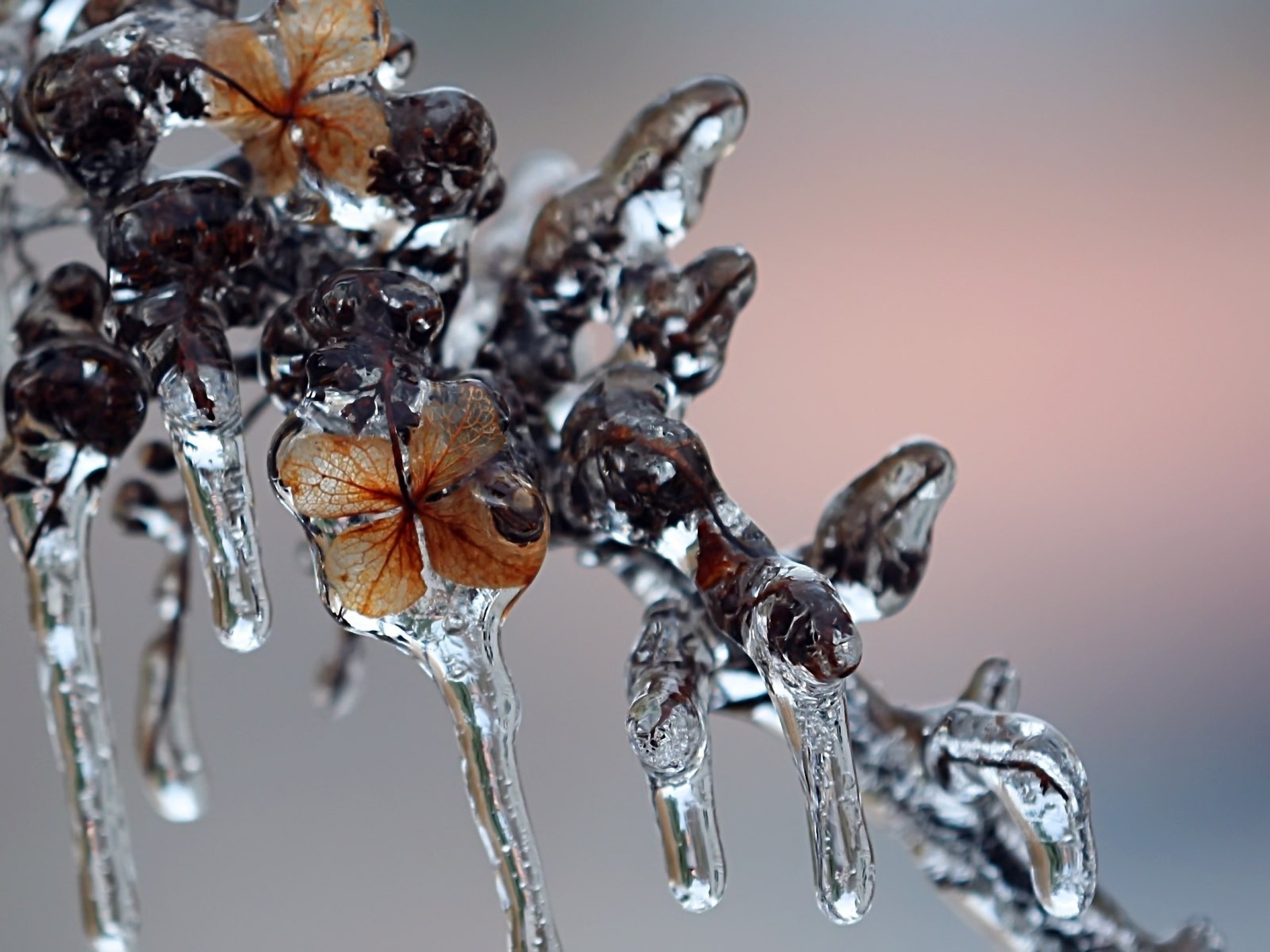 72991 télécharger l'image hiver, gel, glace, macro, la forme, forme - fonds d'écran et économiseurs d'écran gratuits