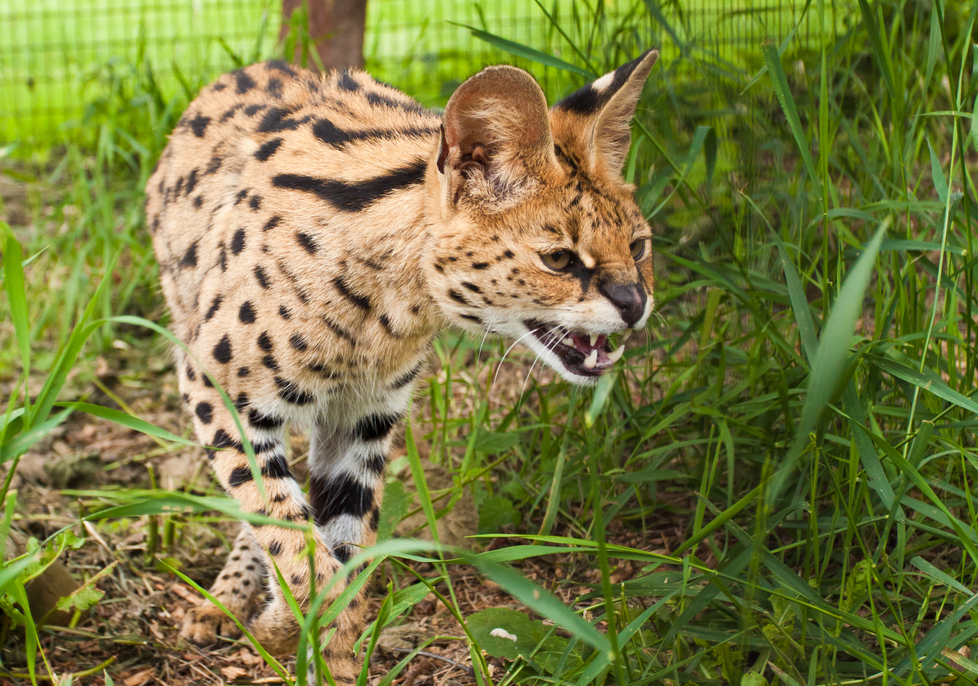 Descargar fondos de escritorio de Gato Cerval HD