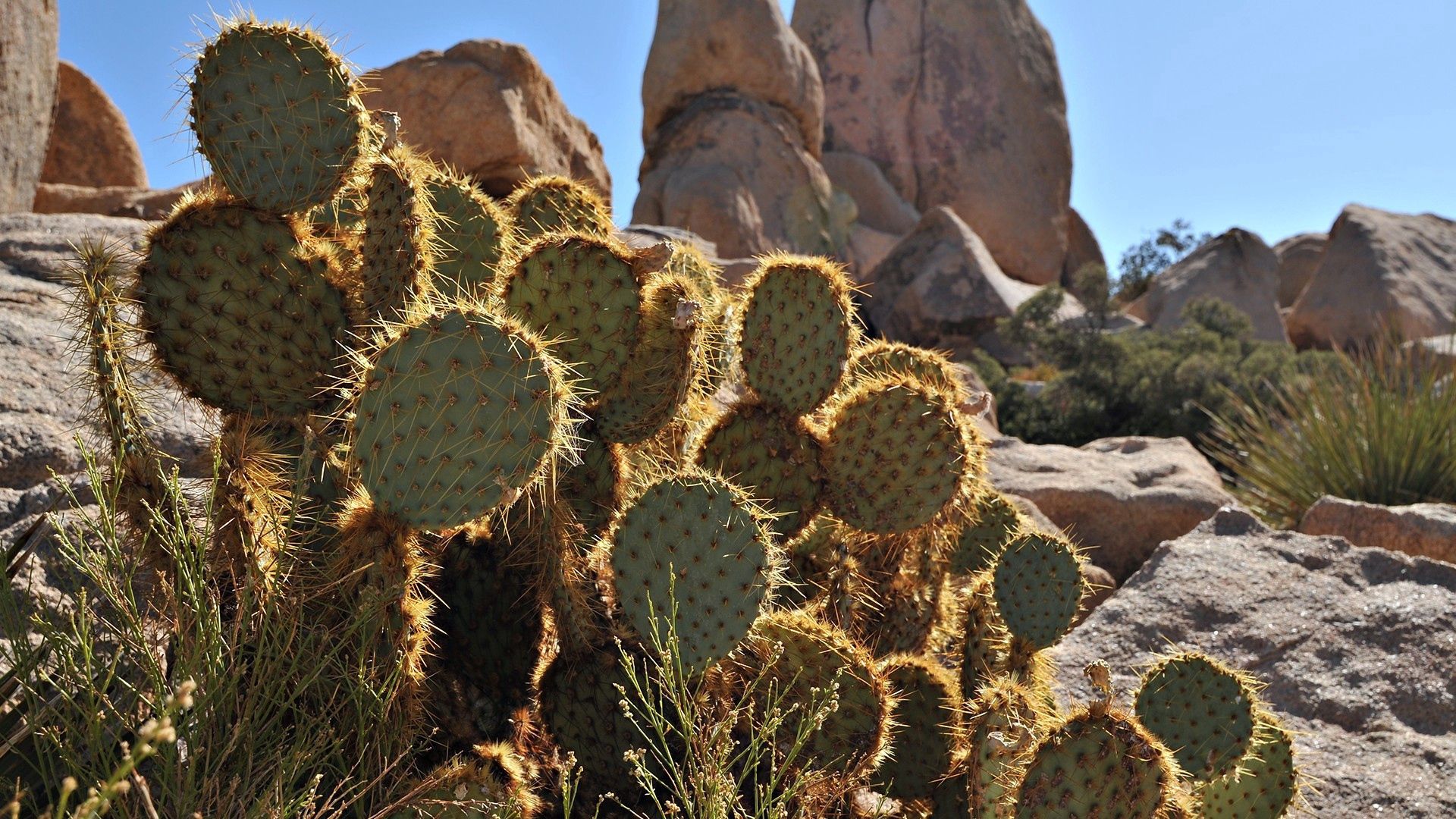 138610 télécharger l'image nature, cactus, noyaux, végétation, les épines, piquants, pattes - fonds d'écran et économiseurs d'écran gratuits