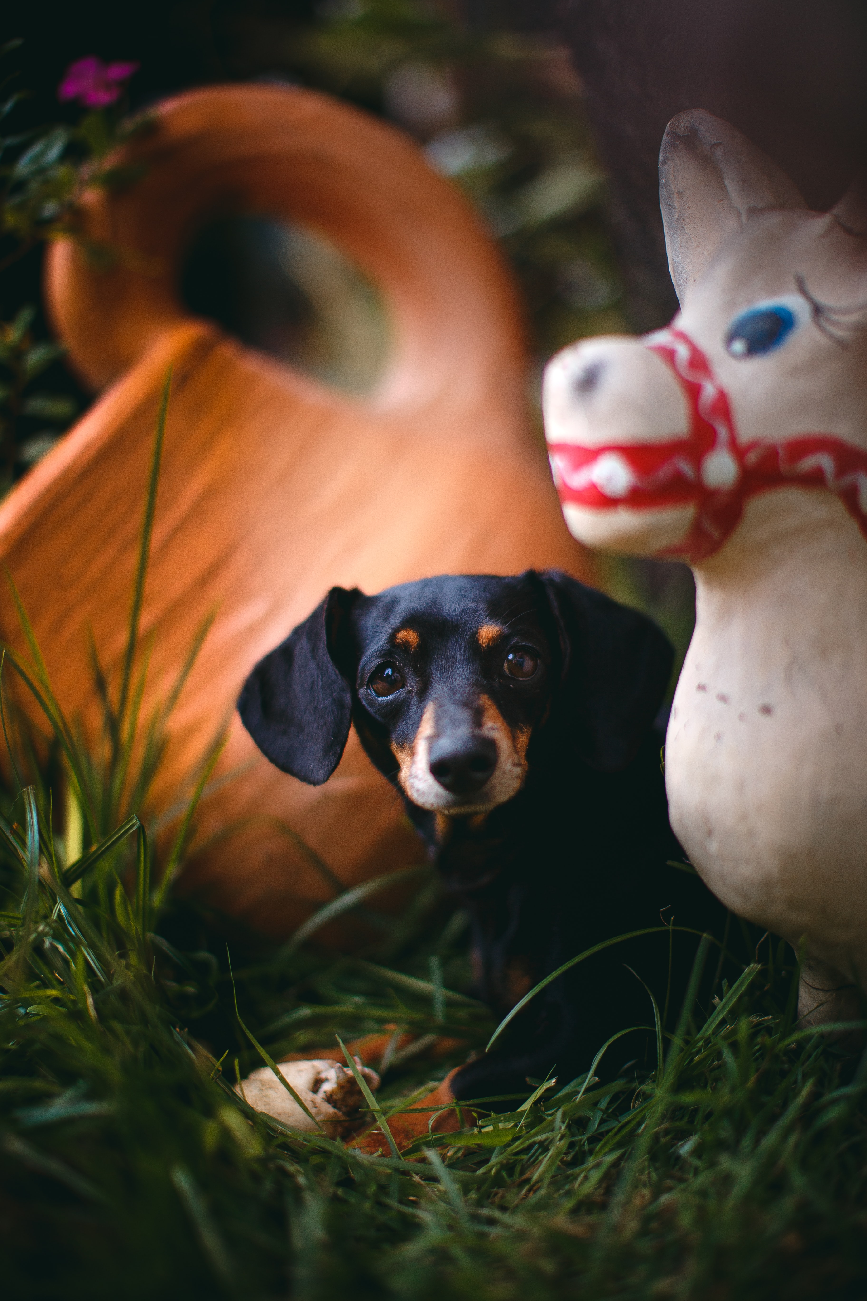 81129 Fondos de pantalla e Dachshund imágenes en el escritorio. Descarga protectores de pantalla  en tu PC gratis