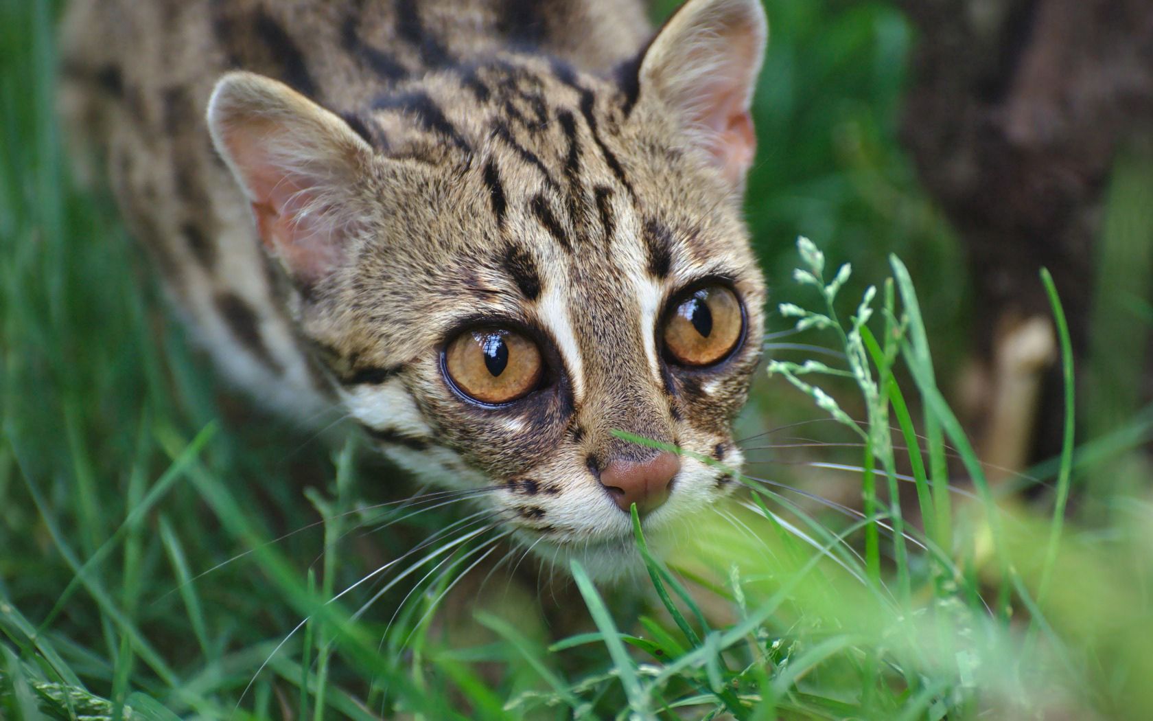 129406 Fondos de pantalla e Gato Salvaje imágenes en el escritorio. Descarga protectores de pantalla  en tu PC gratis