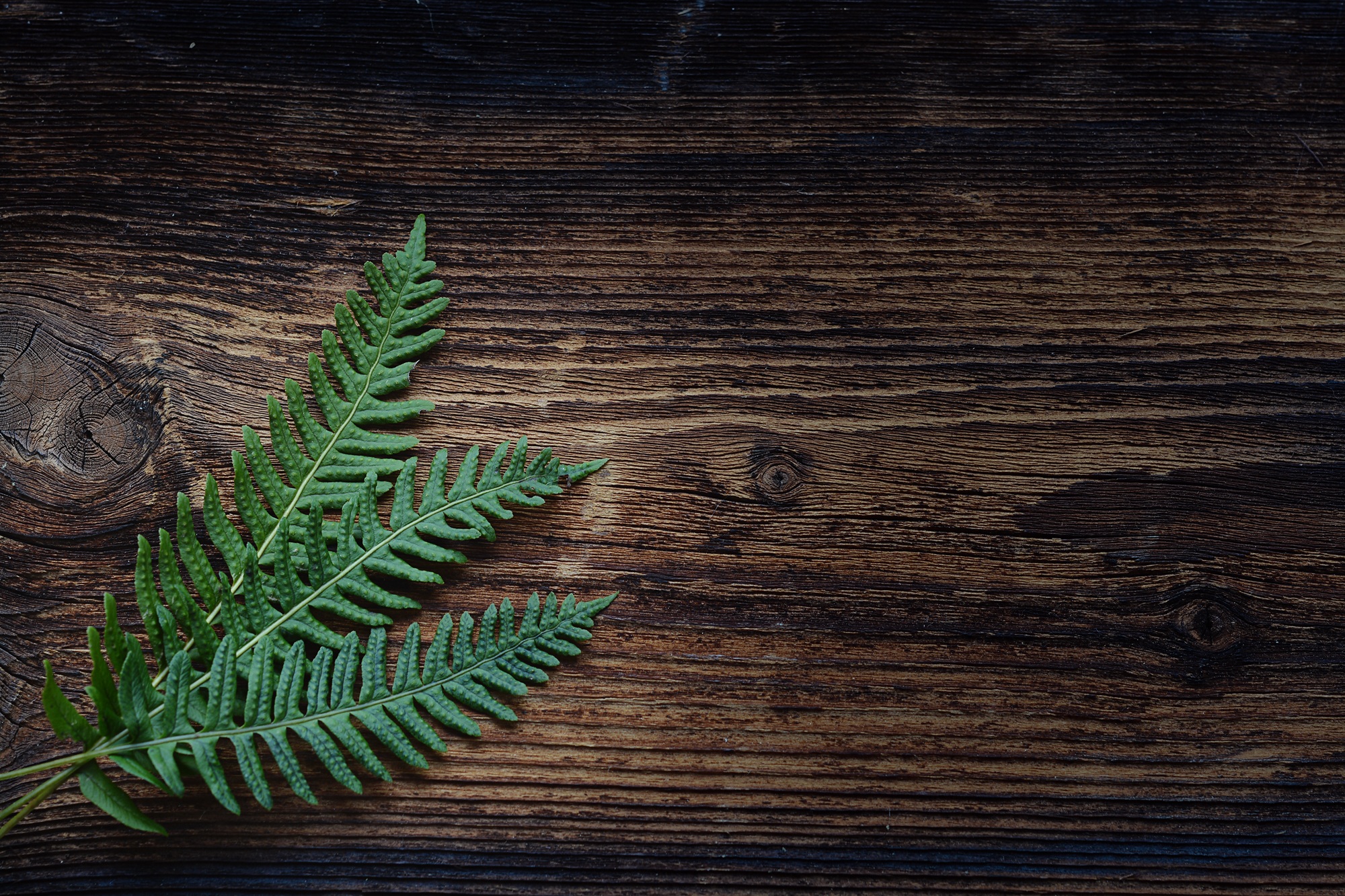 61749 télécharger l'image feuilles, minimalisme, plante, planter, fougère - fonds d'écran et économiseurs d'écran gratuits