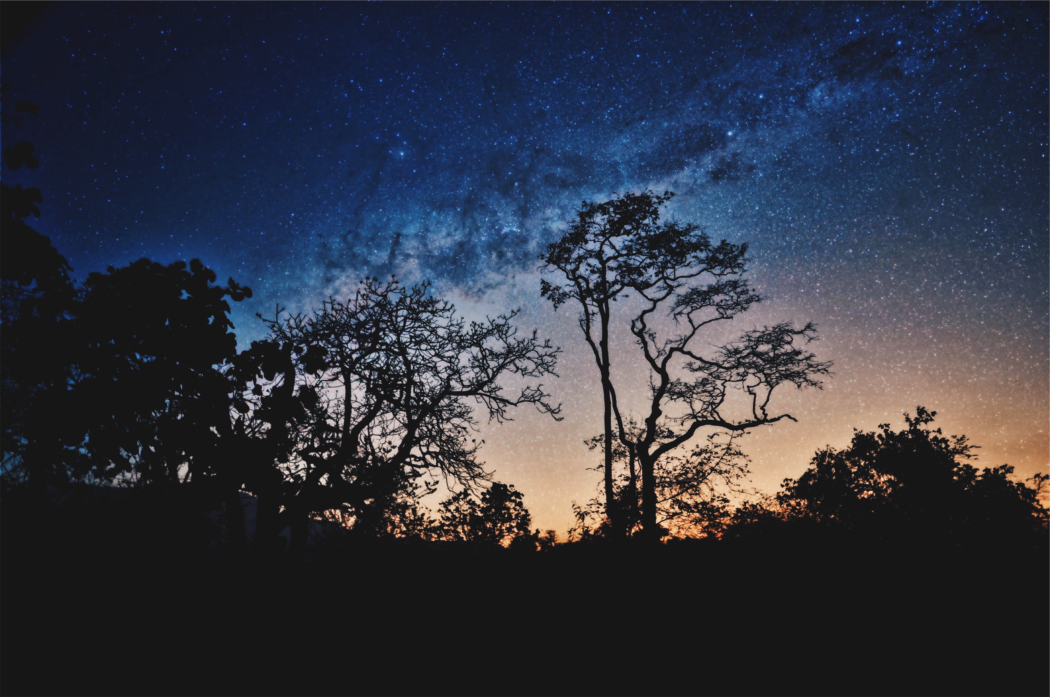 stars, night, trees, sky, dark HD wallpaper