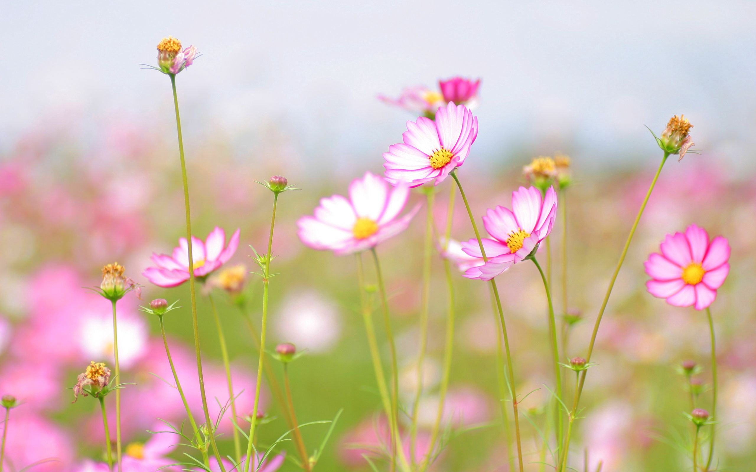 112444 économiseurs d'écran et fonds d'écran Fleurs sur votre téléphone. Téléchargez  images gratuitement