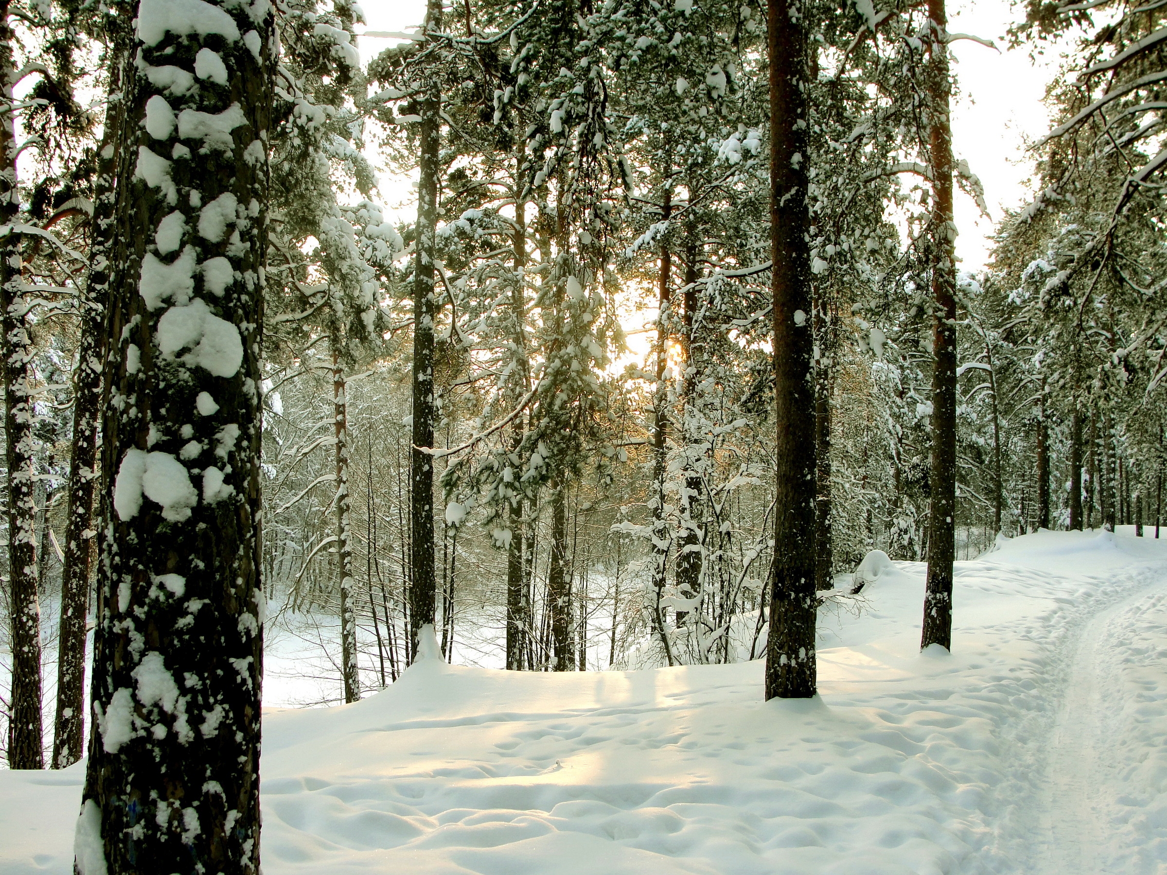 101214 télécharger le fond d'écran hiver, nature, arbres, route, forêt, les troncs, slip, saint pétersbourg, sestroretsk, sestroretsk | - économiseurs d'écran et images gratuitement