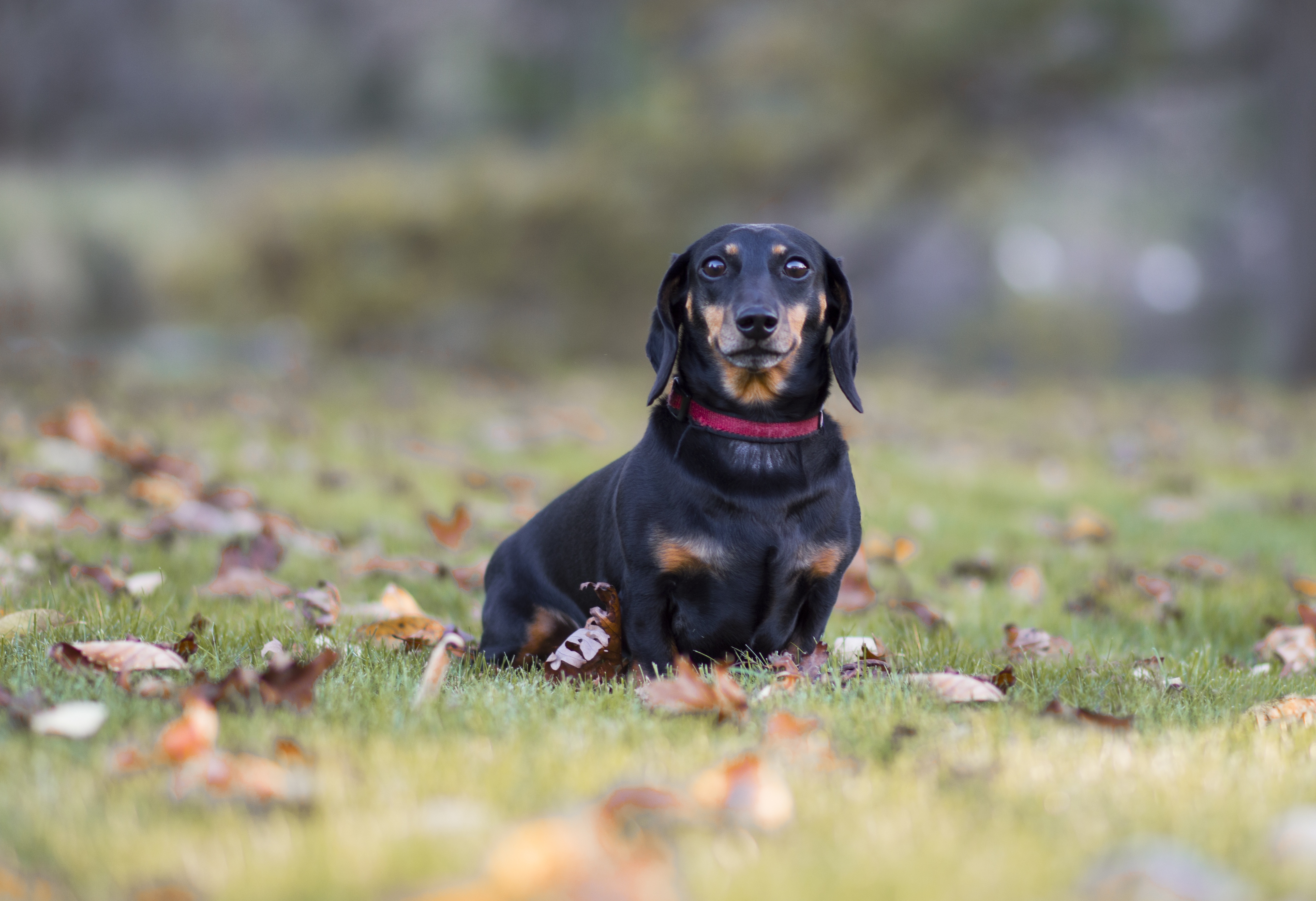 148081 Fondos de pantalla e Dachshund imágenes en el escritorio. Descarga protectores de pantalla  en tu PC gratis