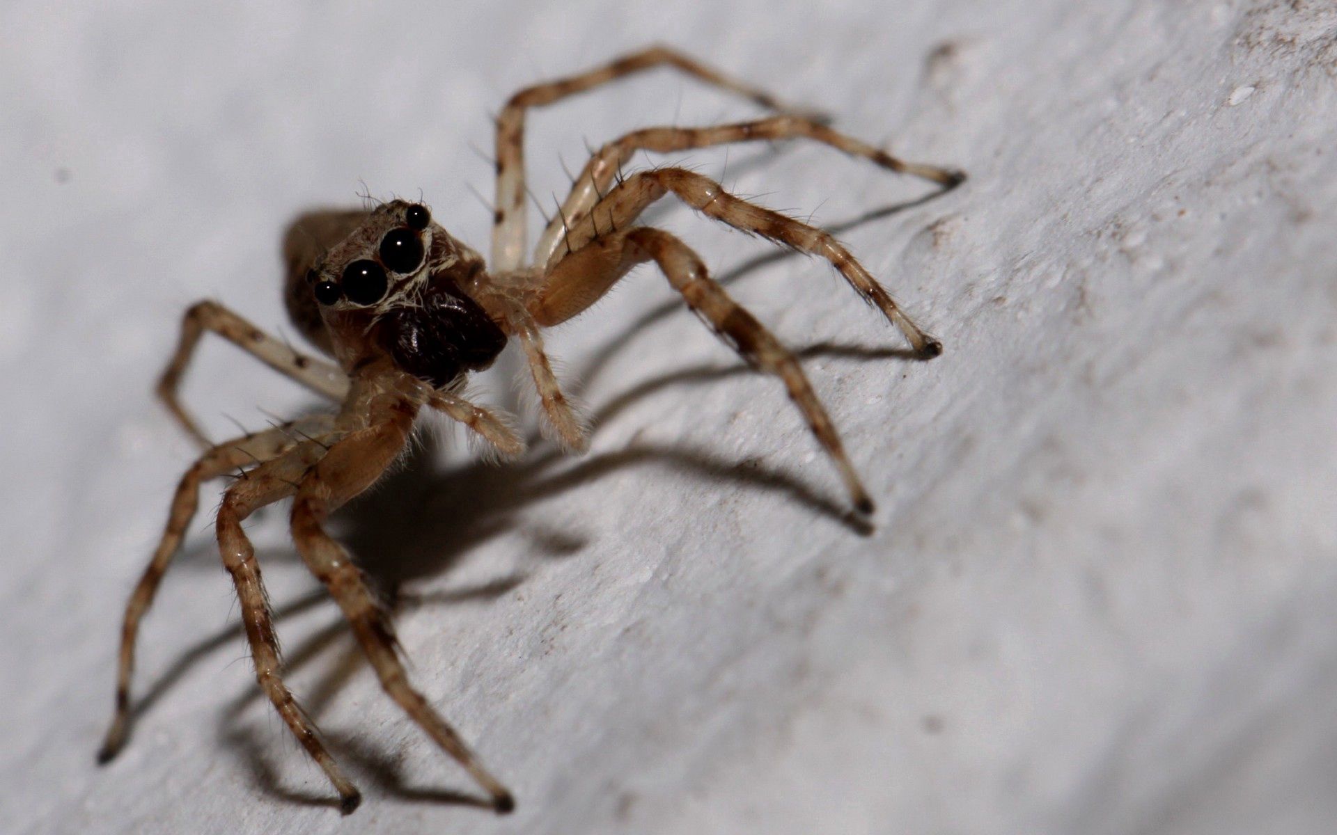 150702 télécharger l'image macro, insecte, pattes, araignée, montée, grimper - fonds d'écran et économiseurs d'écran gratuits