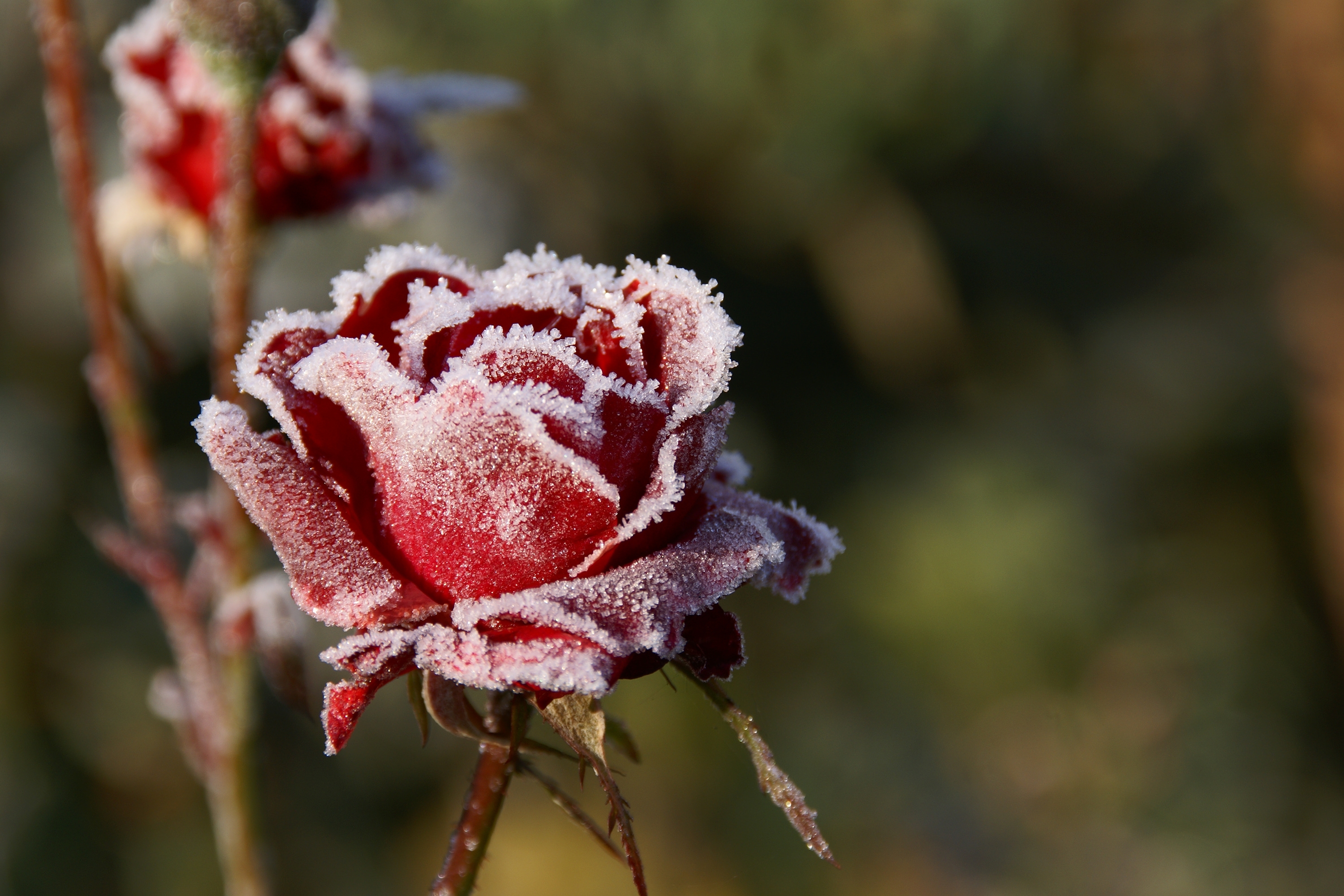 245110 télécharger le fond d'écran fleur, fleur rouge, gel, terre/nature, rose, fleurs - économiseurs d'écran et images gratuitement