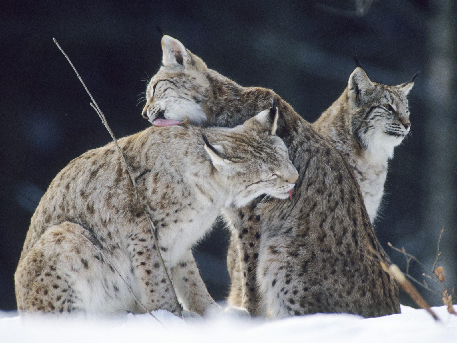 Descargar fondos de escritorio de Lince HD