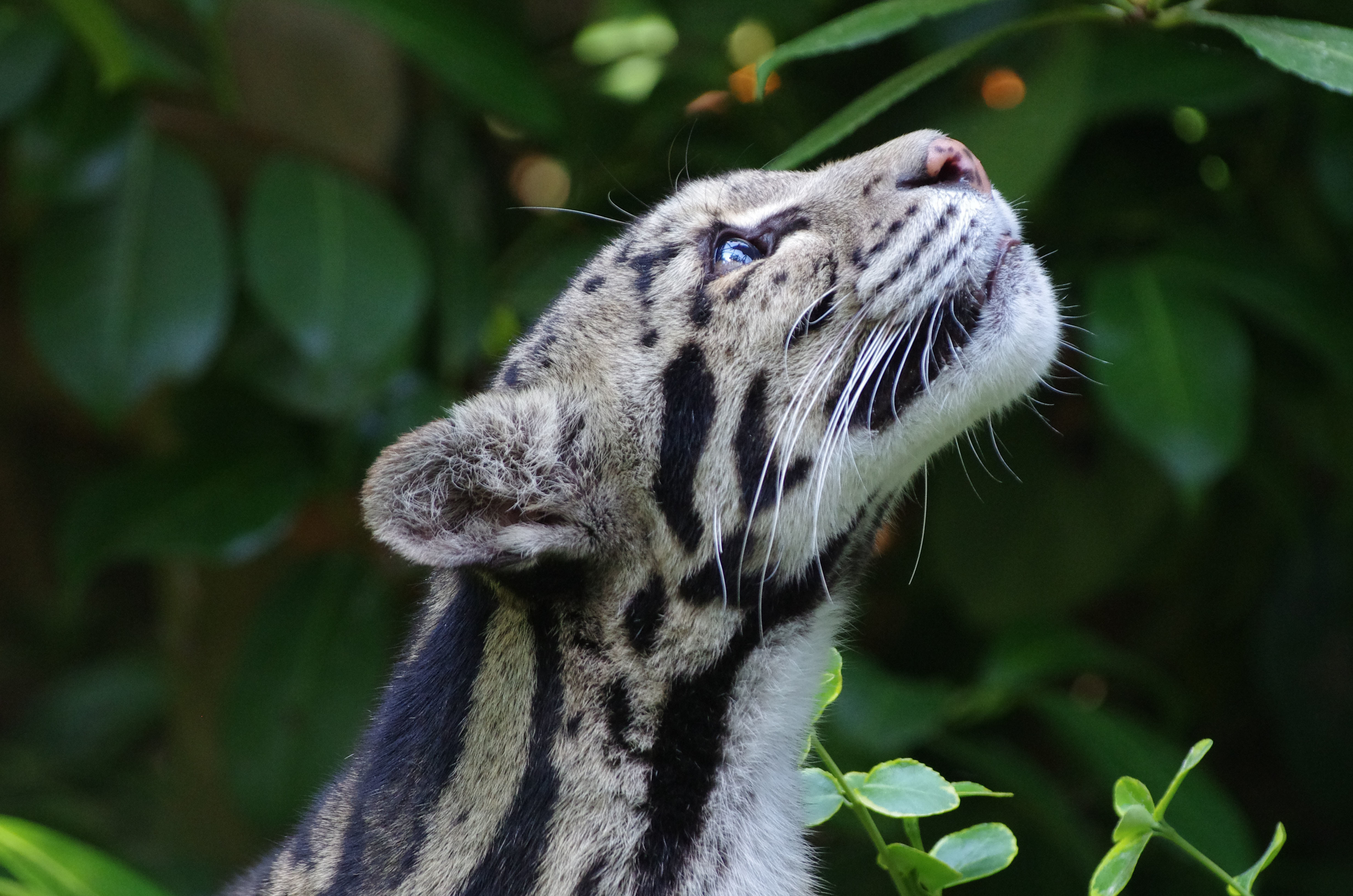 138159 Fondos de pantalla e Gato Salvaje imágenes en el escritorio. Descarga protectores de pantalla  en tu PC gratis