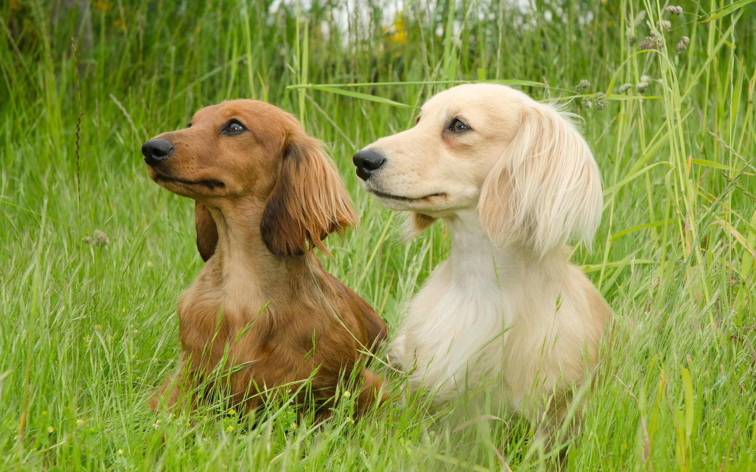 122847 Fondos de pantalla e Dachshund imágenes en el escritorio. Descarga protectores de pantalla  en tu PC gratis