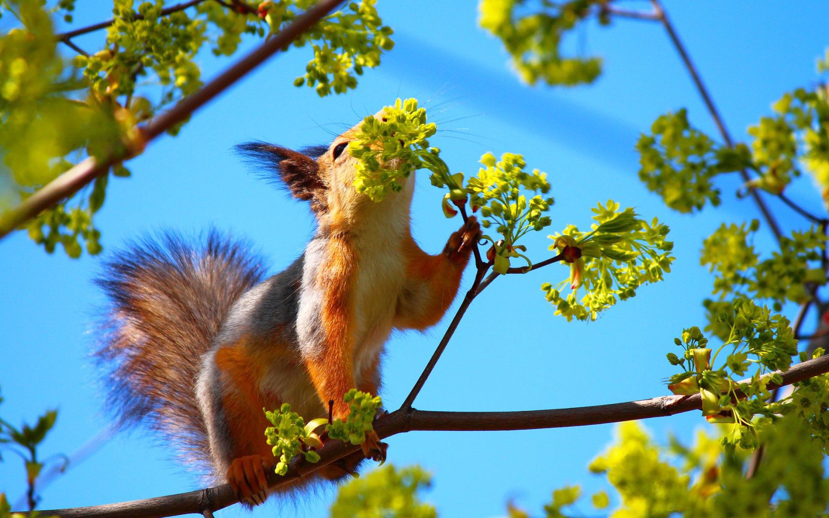 wood, animals, squirrel, flowers, tree, branch 4K