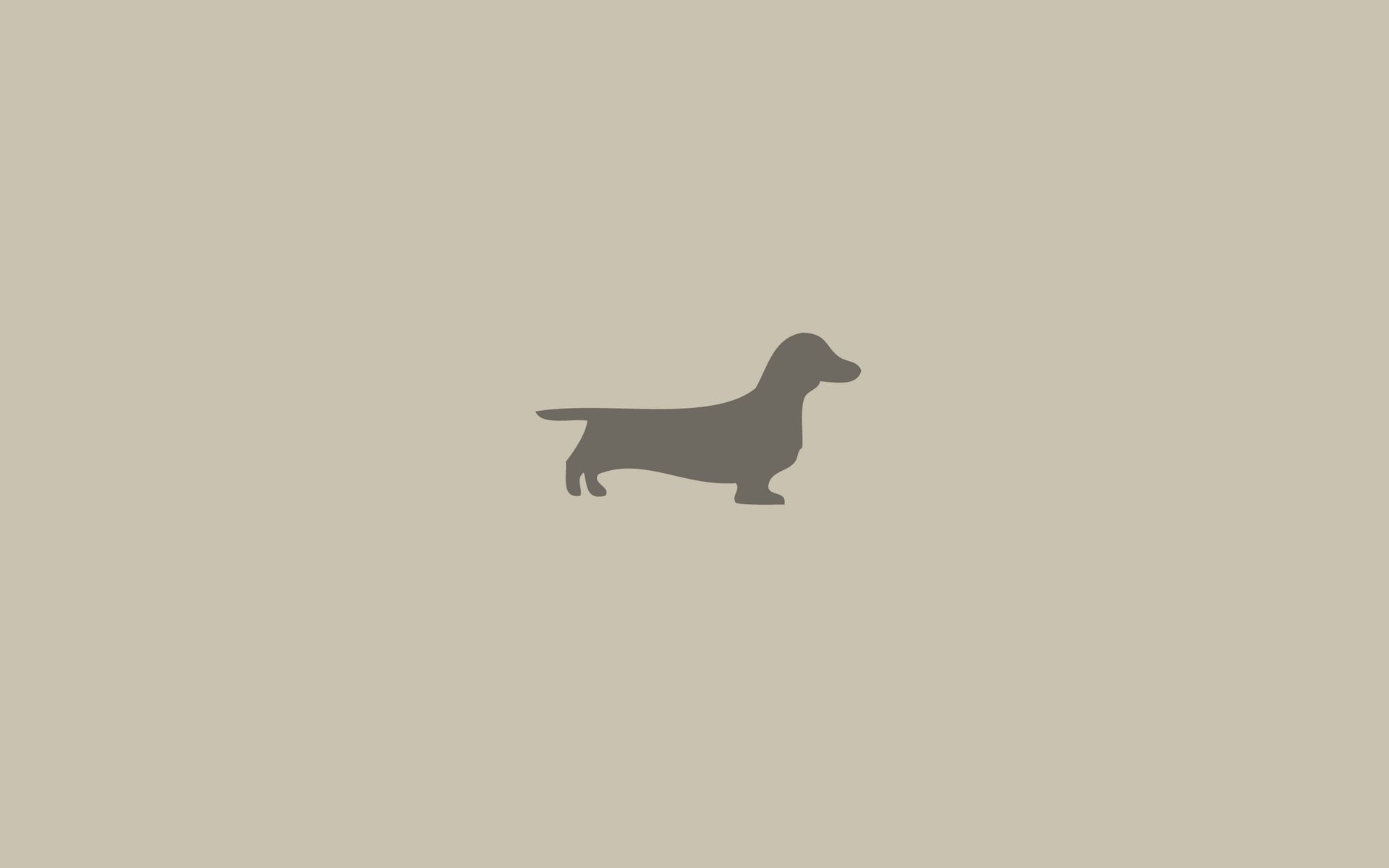 92772 Fondos de pantalla e Dachshund imágenes en el escritorio. Descarga protectores de pantalla  en tu PC gratis