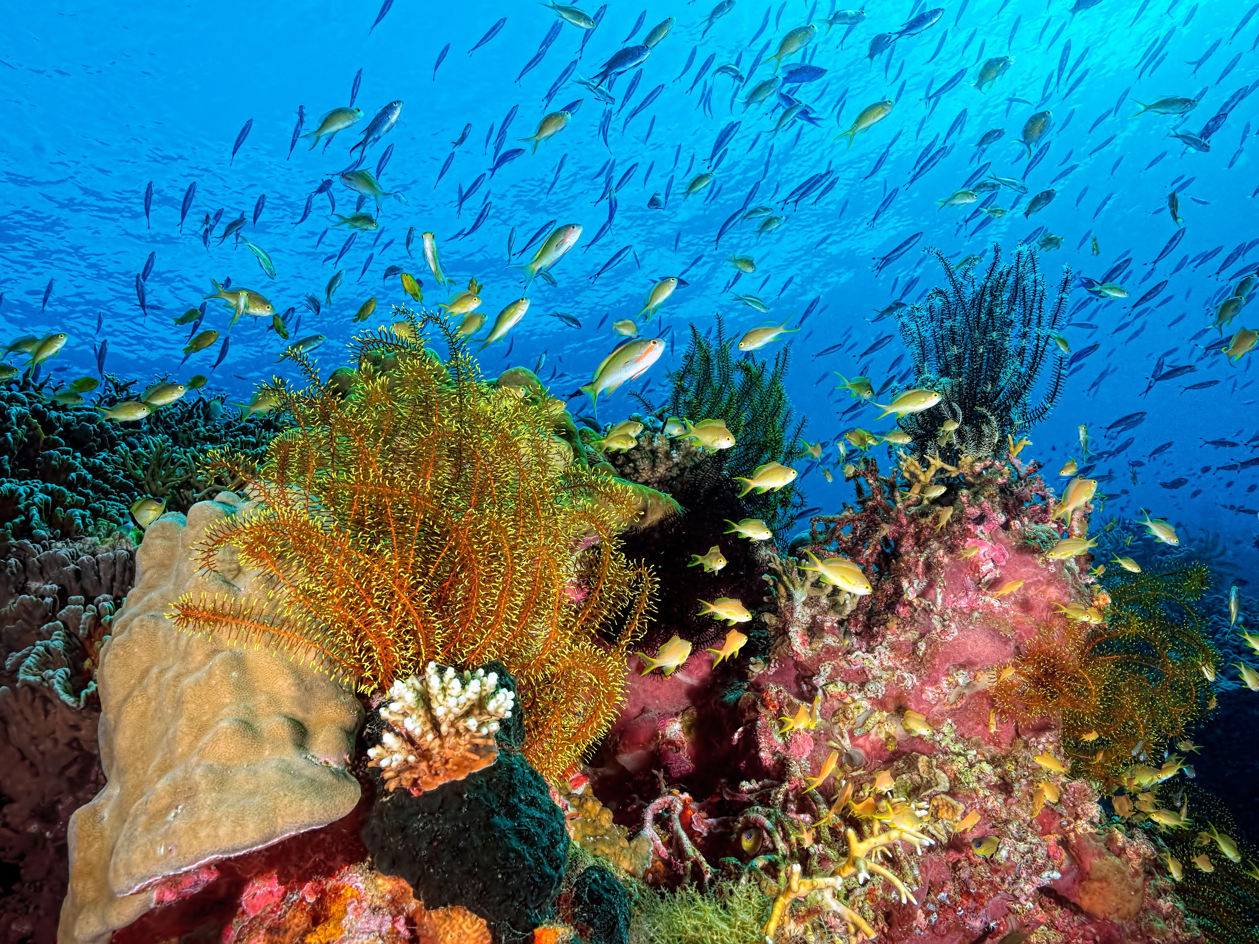 853359 Fonds d'écran et Sous L'eau images sur le bureau. Téléchargez les économiseurs d'écran  sur PC gratuitement