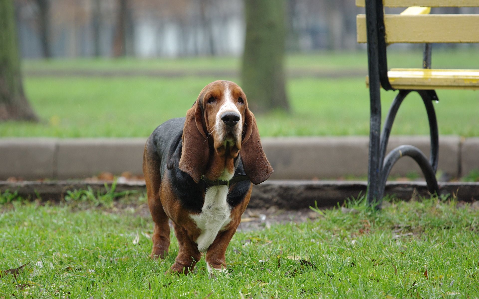 115387 Fondos de pantalla e Dachshund imágenes en el escritorio. Descarga protectores de pantalla  en tu PC gratis