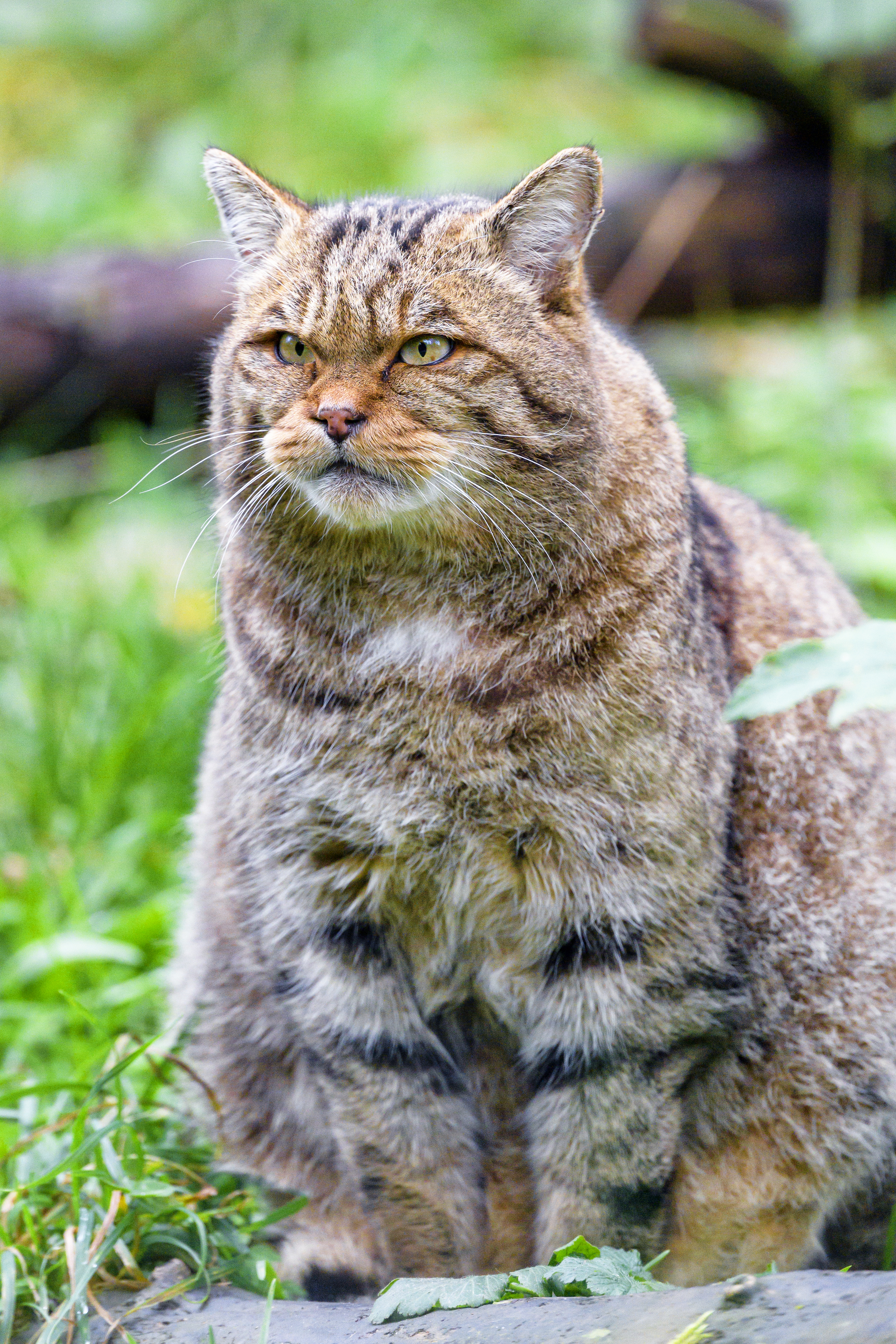 150976 Fondos de pantalla e Gato Salvaje imágenes en el escritorio. Descarga protectores de pantalla  en tu PC gratis