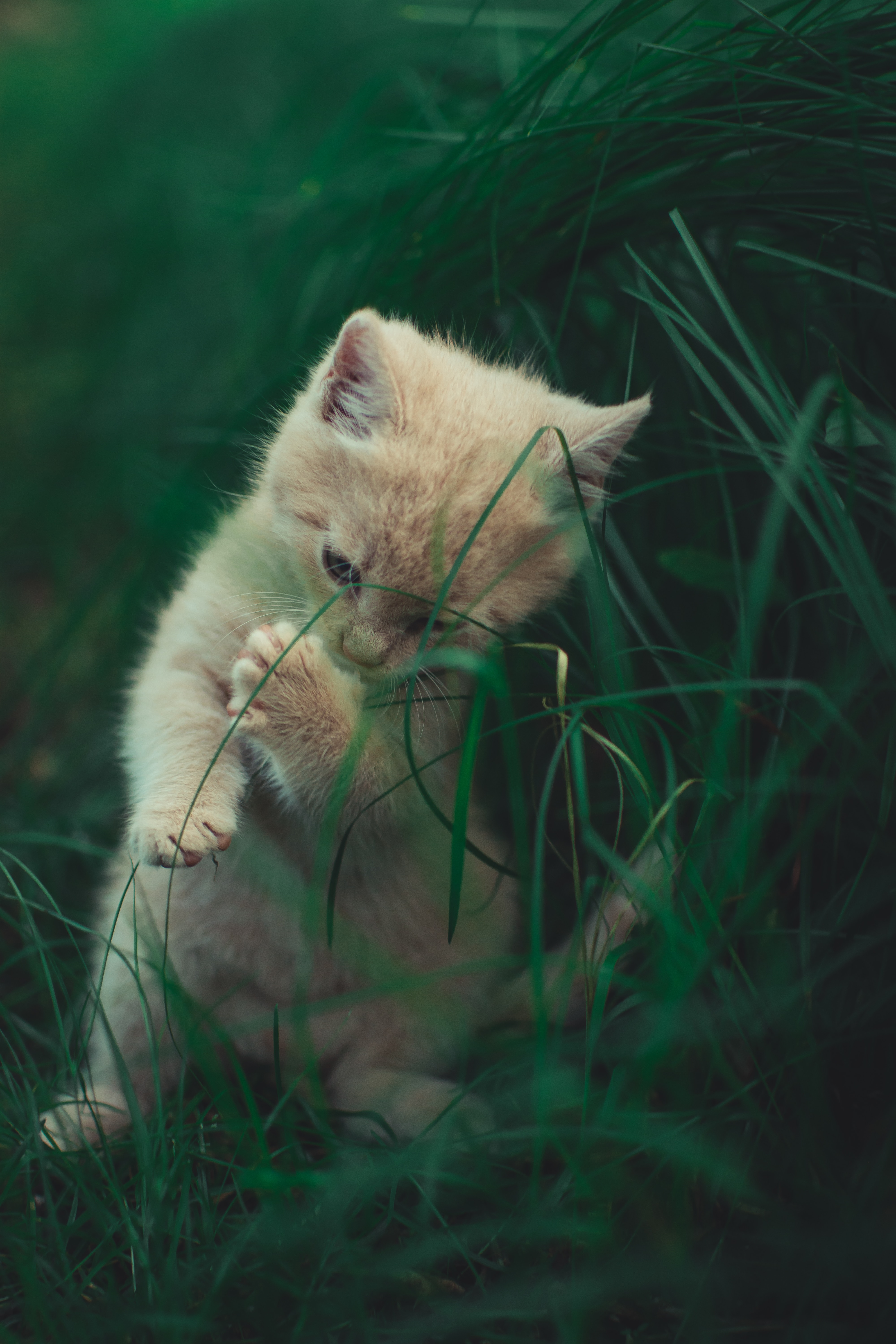 157644 télécharger l'image espiègle, chaton, animaux, herbe, chat, minou, agréable, chéri, enjoué - fonds d'écran et économiseurs d'écran gratuits