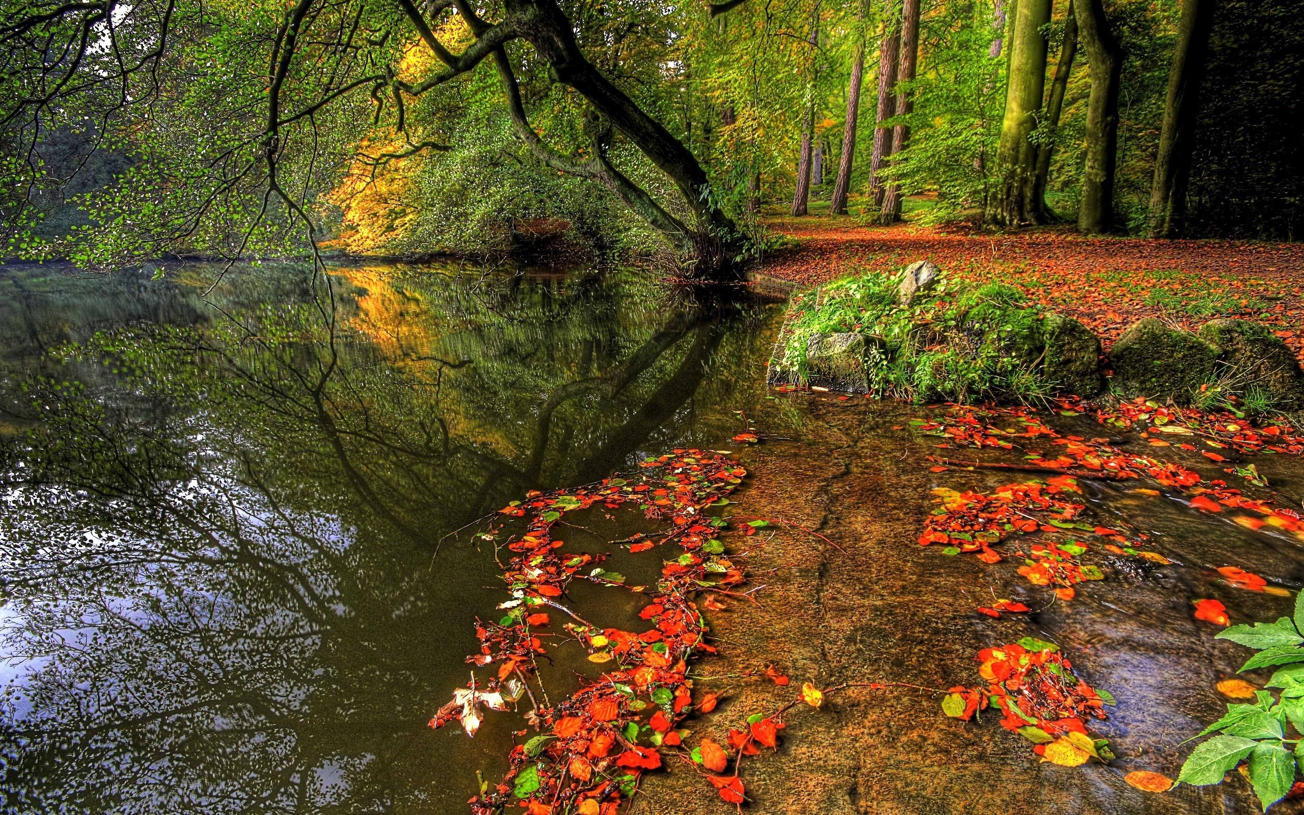 60463 télécharger l'image feuilles, nature, rivières, arbres, herbe - fonds d'écran et économiseurs d'écran gratuits