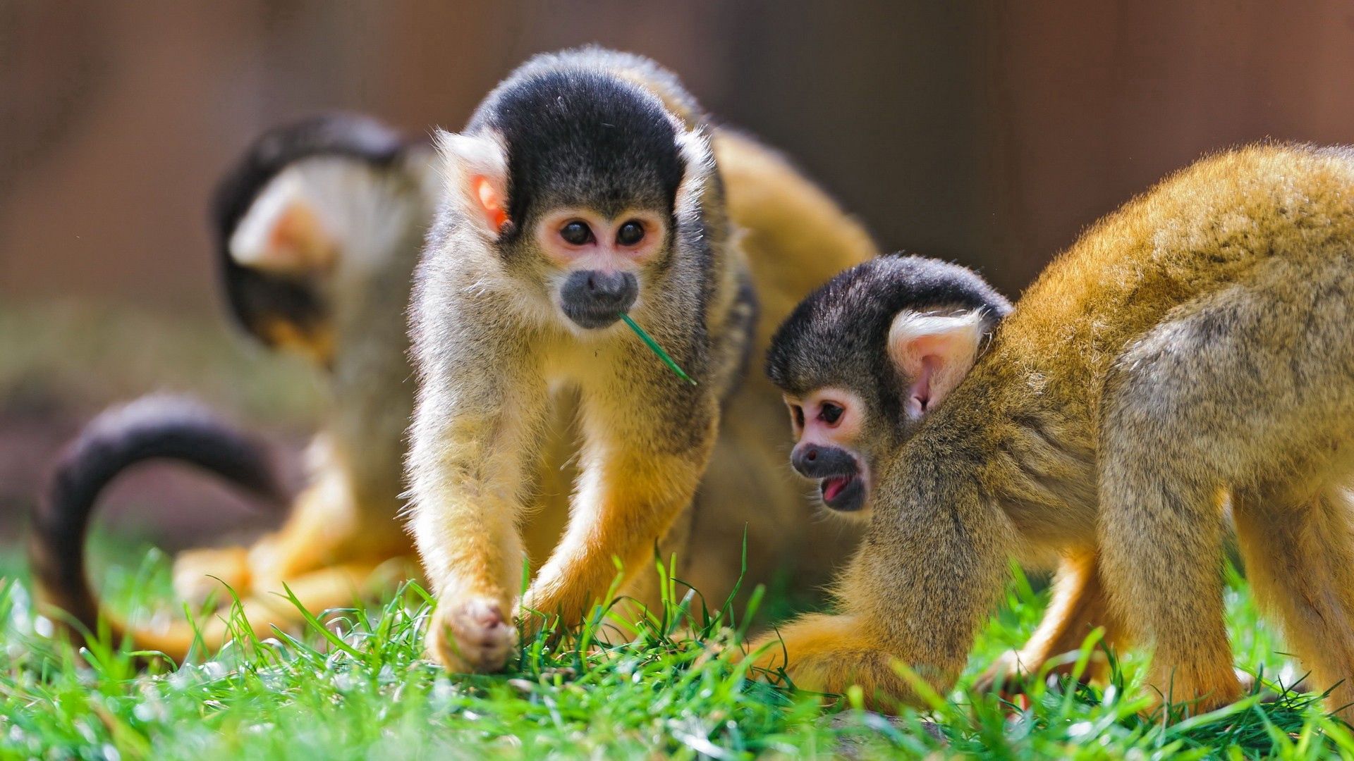 150297 télécharger l'image animaux, herbe, singes, flâner, promenade, une famille, famille, espiègle, enjoué - fonds d'écran et économiseurs d'écran gratuits