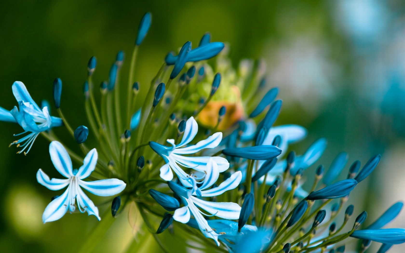 149941 télécharger l'image feuilles, blanc, fleurs, bleu, pétales, bourgeons - fonds d'écran et économiseurs d'écran gratuits