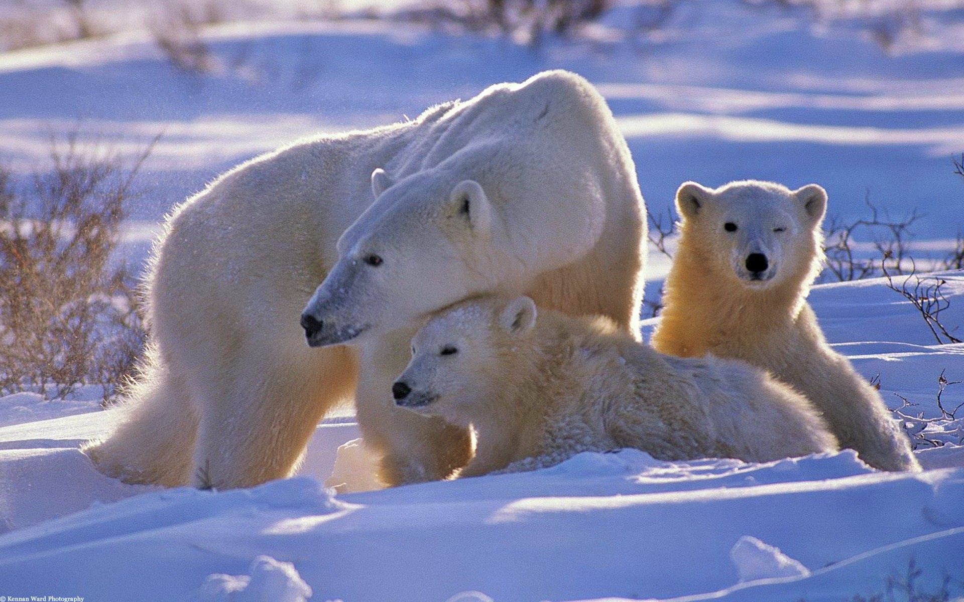 151859 télécharger l'image neige, oursons, ours polaire, animaux, ours, jeune, flâner, promenade, une famille, famille, ours blanc - fonds d'écran et économiseurs d'écran gratuits