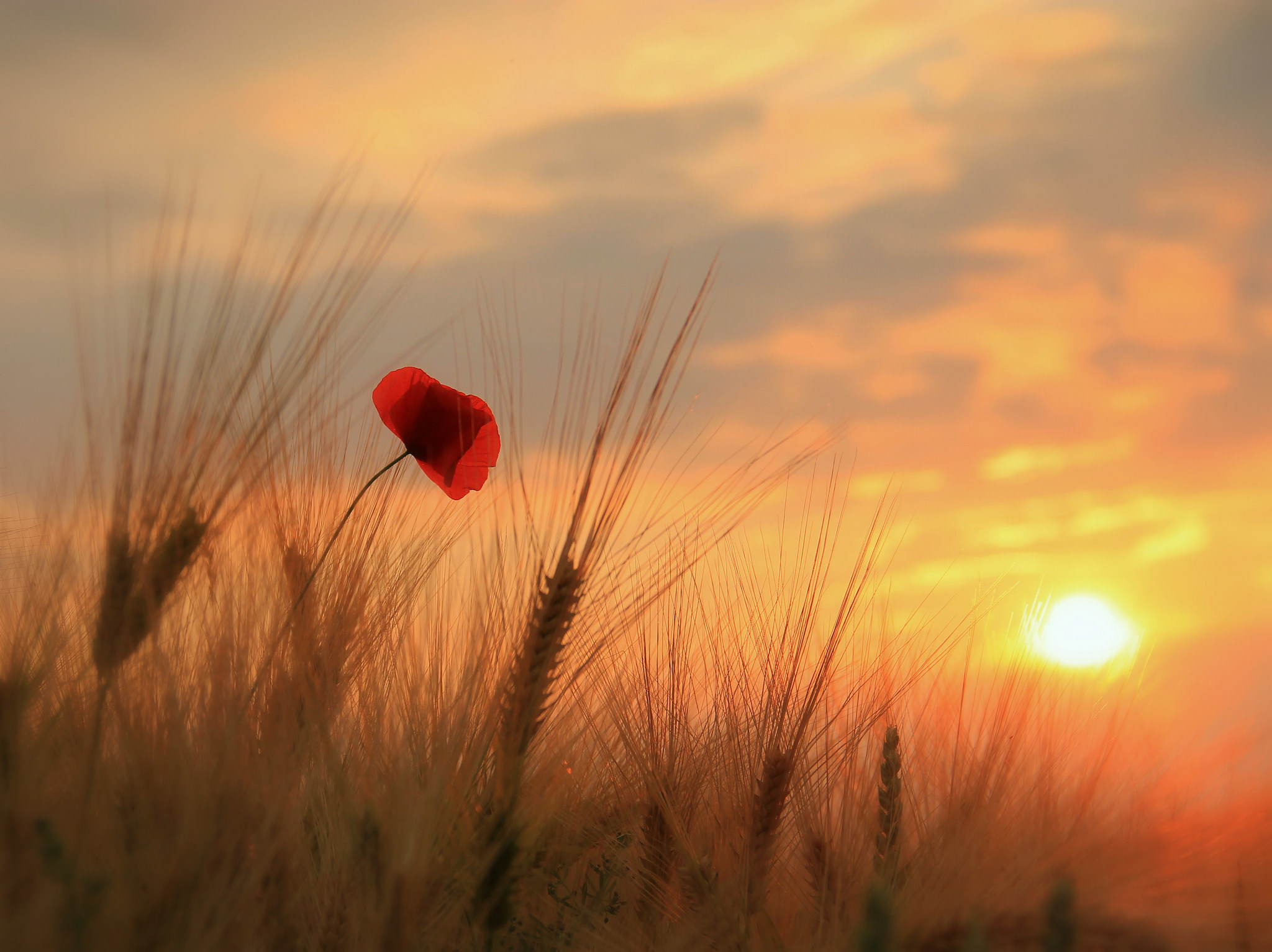 372641 télécharger le fond d'écran blé, coquelicot, fleur, fleur rouge, terre/nature, champ, la nature, coucher de soleil, fleurs - économiseurs d'écran et images gratuitement