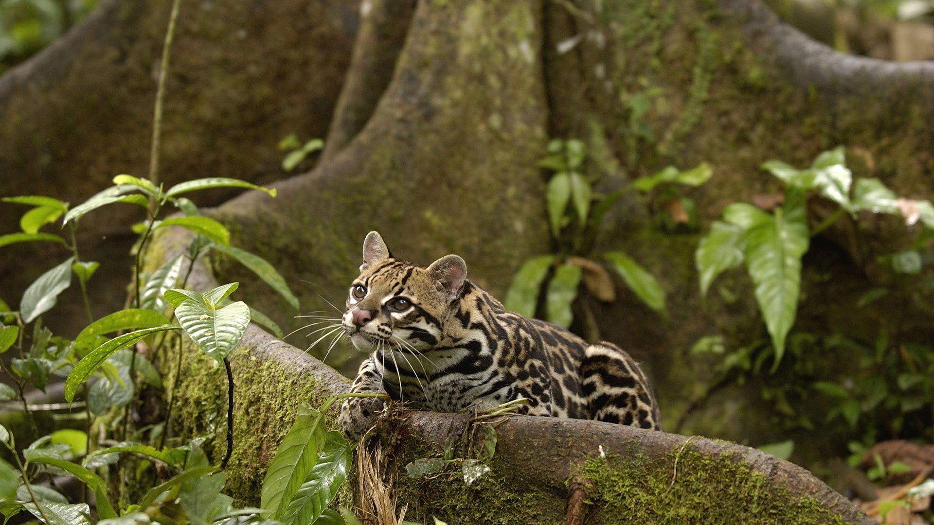 140589 Fondos de pantalla e Gato Salvaje imágenes en el escritorio. Descarga protectores de pantalla  en tu PC gratis