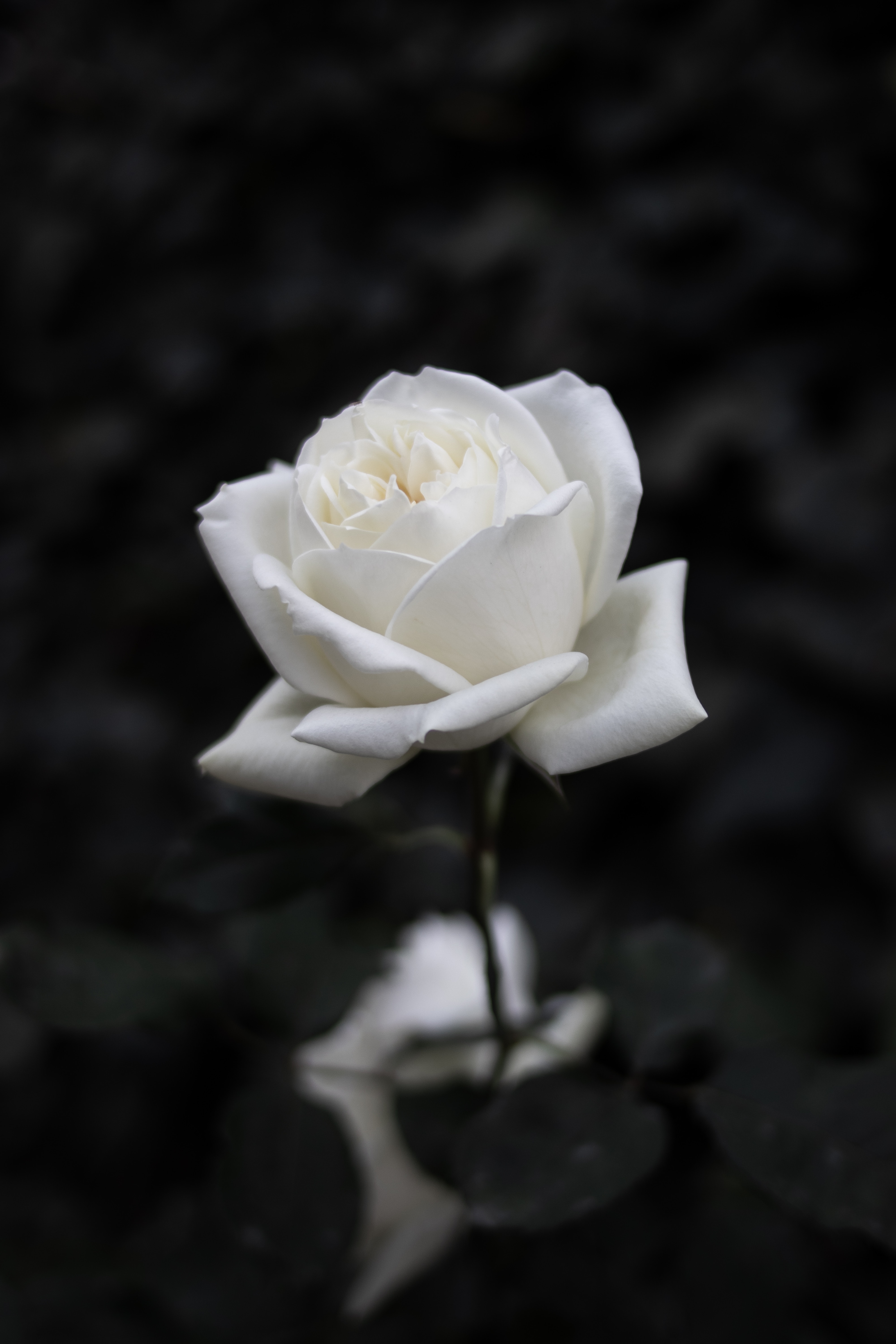 108813 télécharger le fond d'écran rose, blanc, fleur, fleurs, p c, floraison, une rose, chb - économiseurs d'écran et images gratuitement