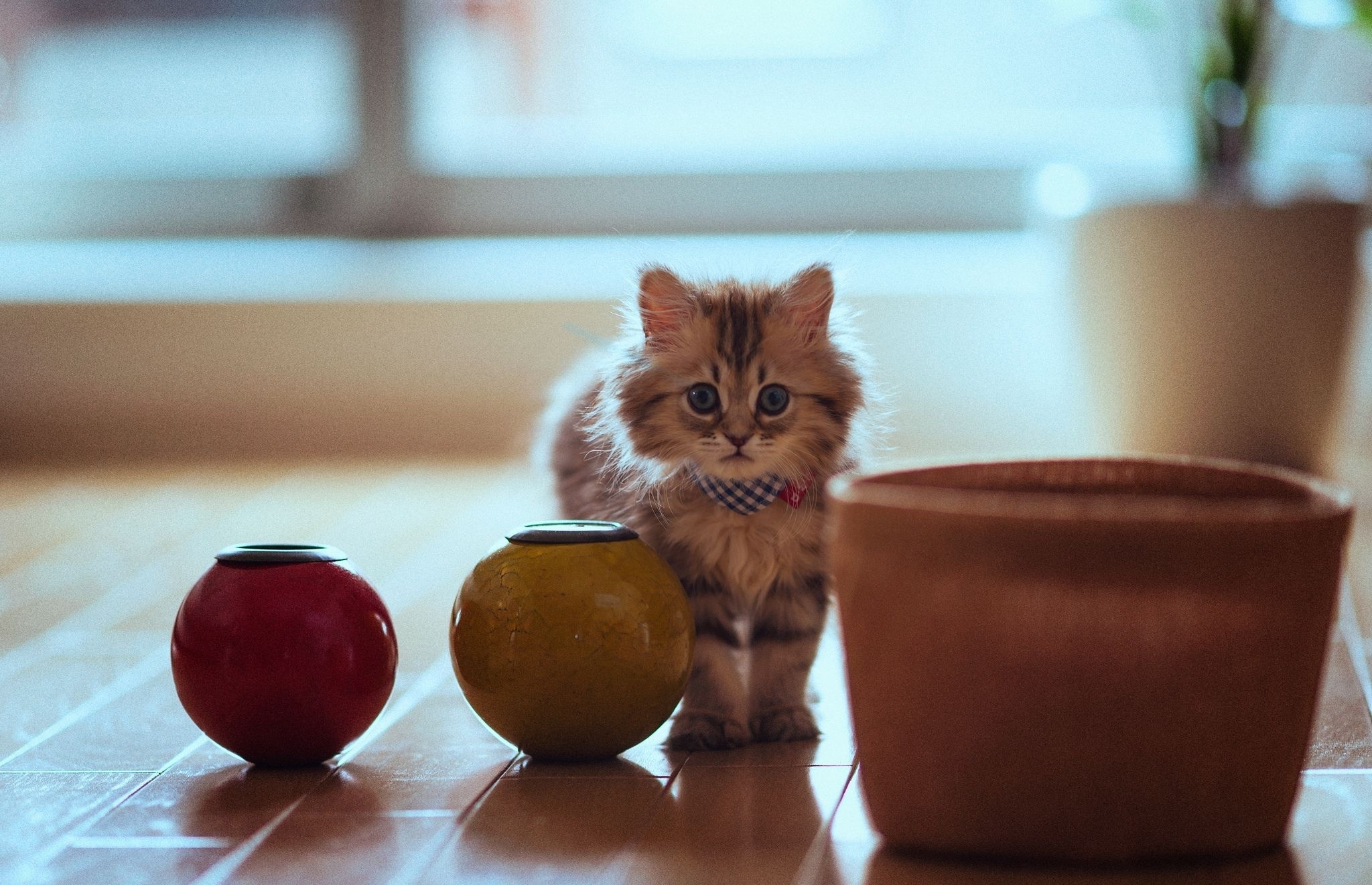 84057 télécharger le fond d'écran chat, pelucheux, animaux, asseoir, s’asseoir, duveteux, pot, marmite, parquet - économiseurs d'écran et images gratuitement