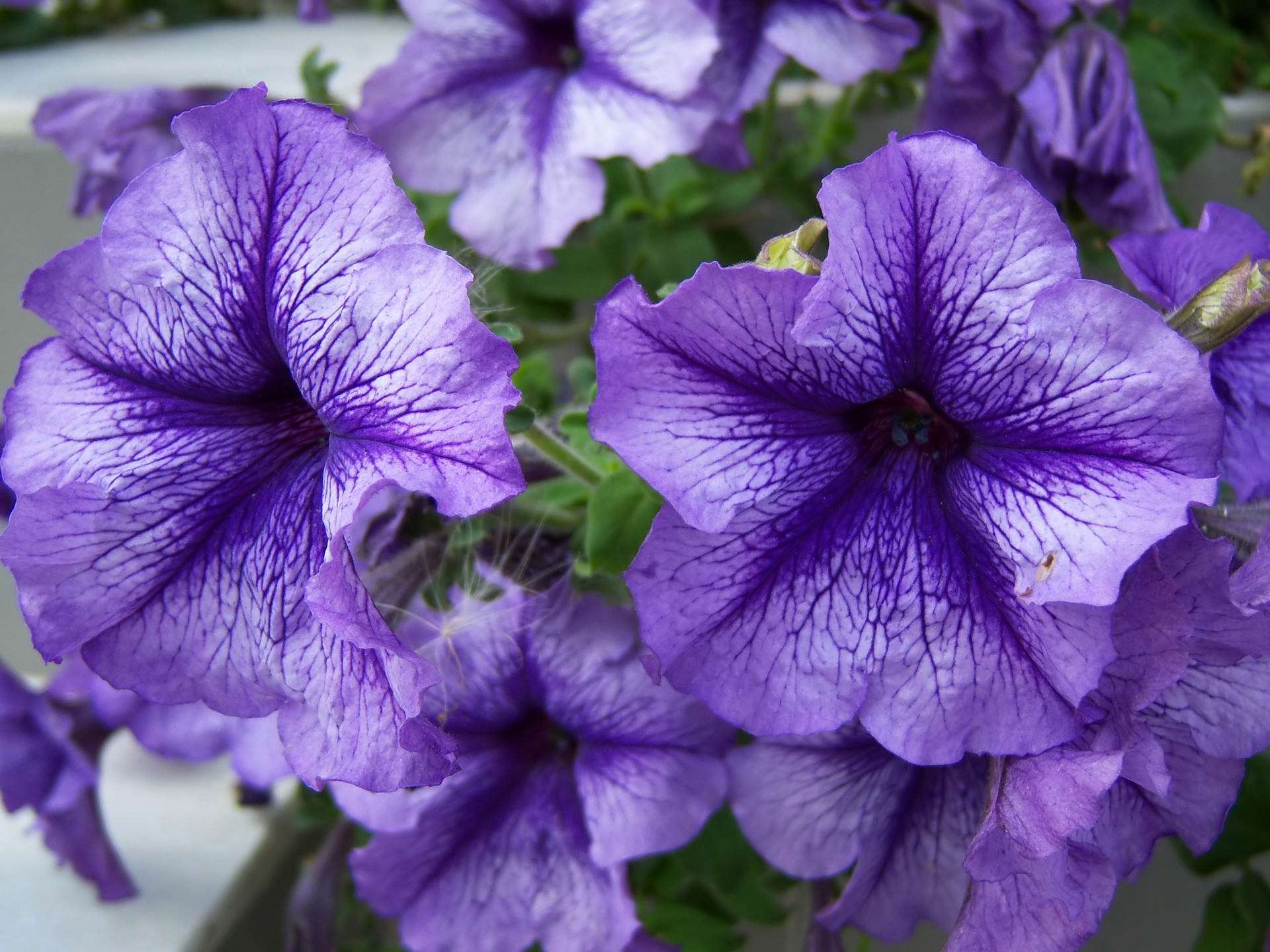 461153 Fonds d'écran et Pétunia images sur le bureau. Téléchargez les économiseurs d'écran  sur PC gratuitement