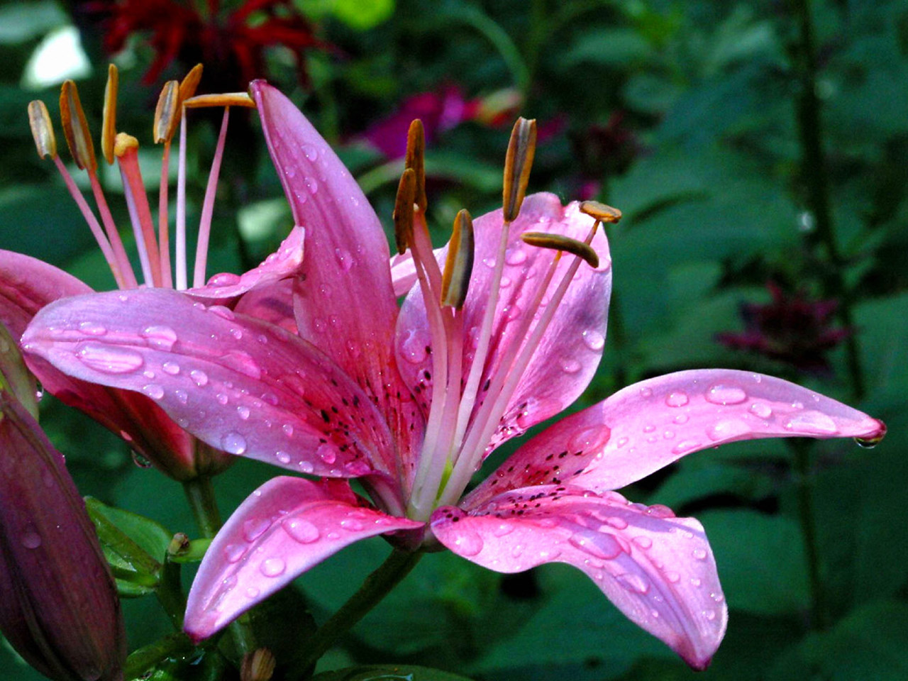 1437415 télécharger le fond d'écran lys, fleur, terre/nature, fleur rose - économiseurs d'écran et images gratuitement