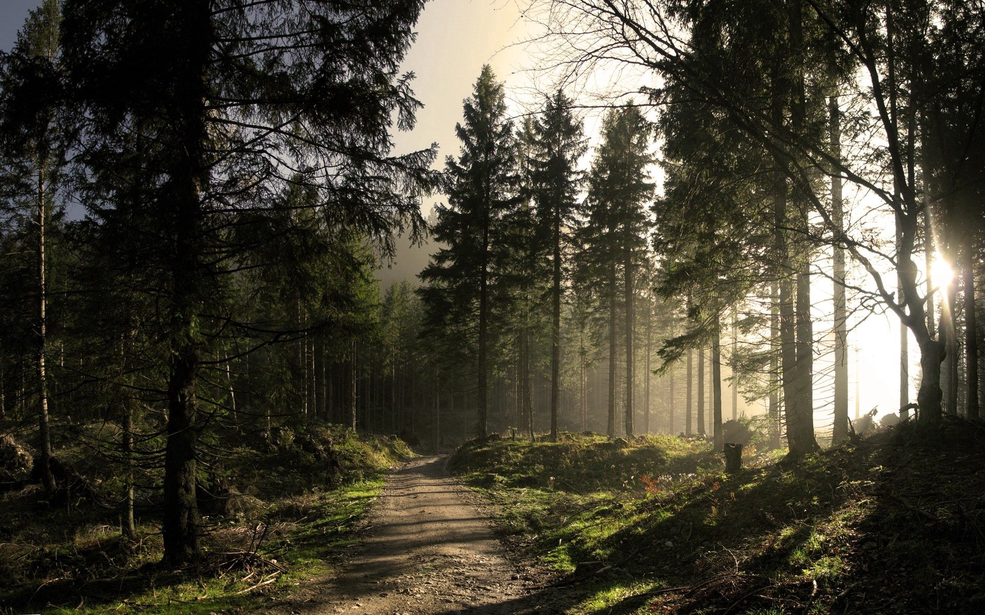 155363 télécharger l'image lumière, forêt, nature, briller, poutres, rayons, route, ombre, matin, ombres, mangé, ate - fonds d'écran et économiseurs d'écran gratuits