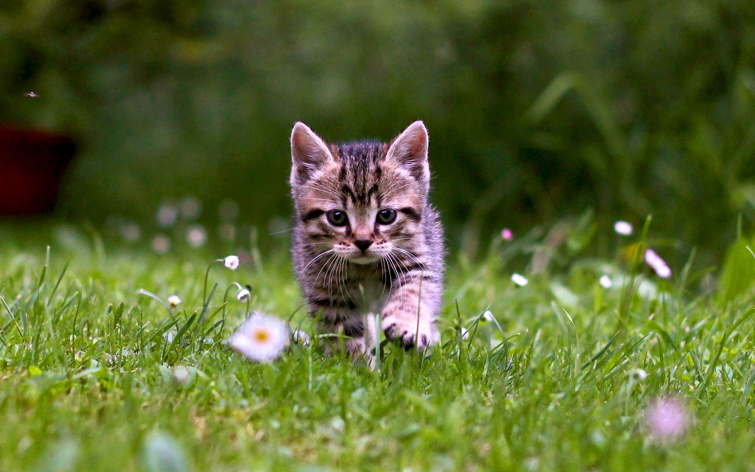 32401 télécharger le fond d'écran chats, animaux, vert - économiseurs d'écran et images gratuitement