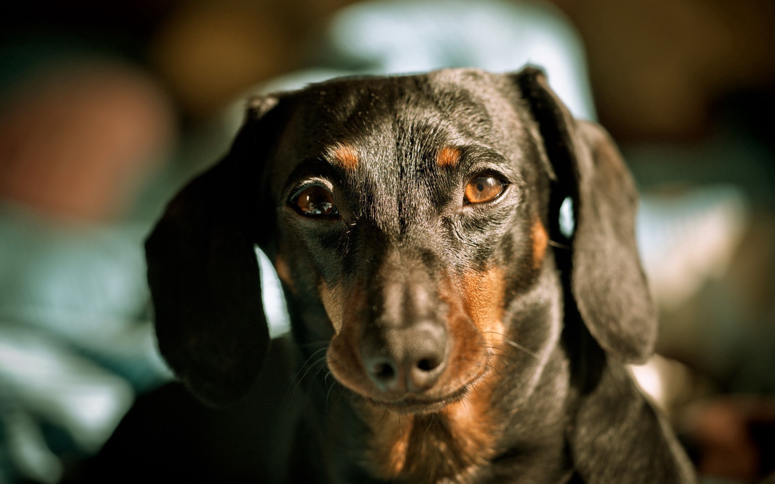 109397 Fondos de pantalla e Dachshund imágenes en el escritorio. Descarga protectores de pantalla  en tu PC gratis