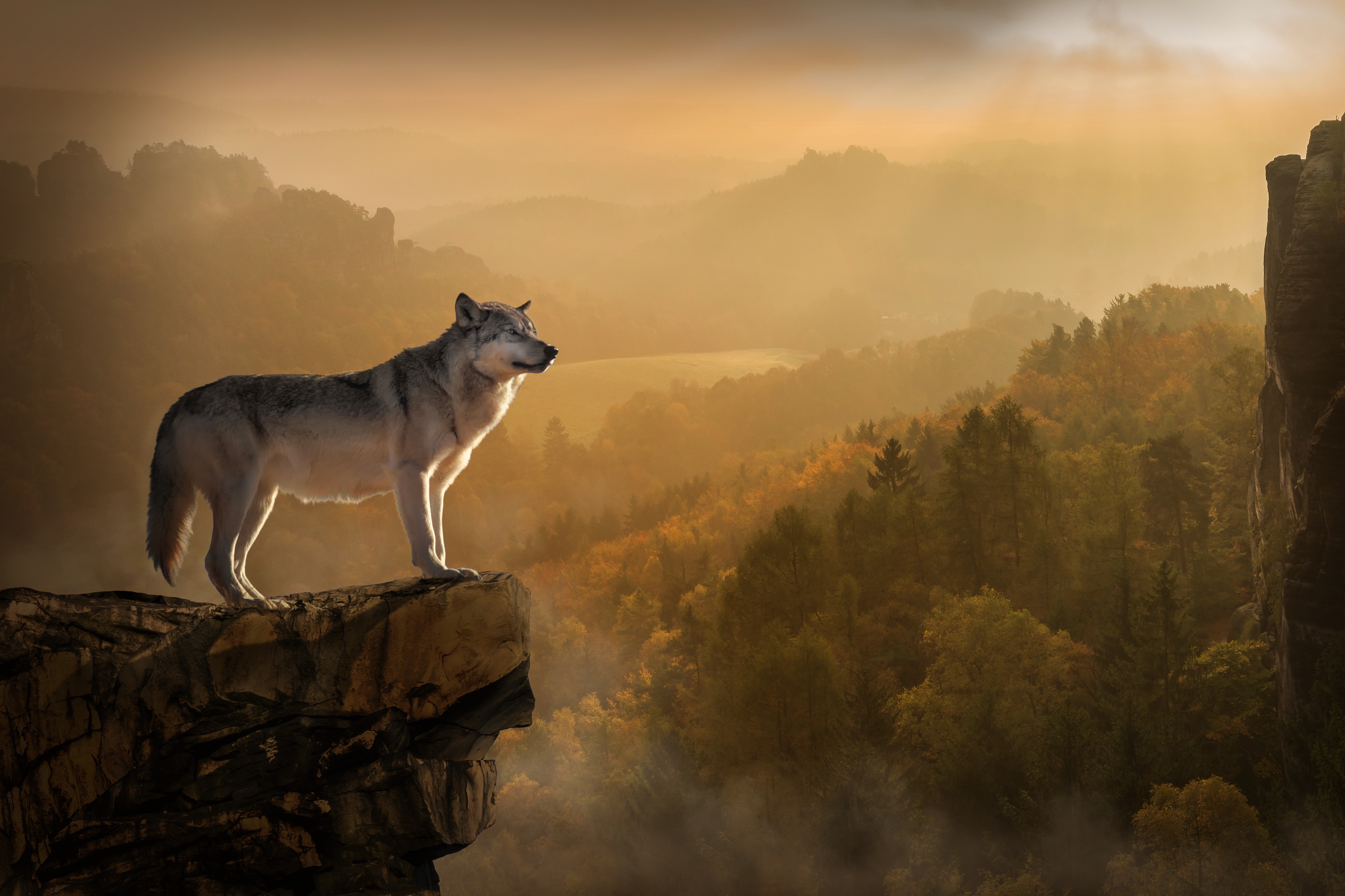 87666 télécharger l'image prédateur, loup, précipice, animaux, rocheux, rocher, se rompre - fonds d'écran et économiseurs d'écran gratuits